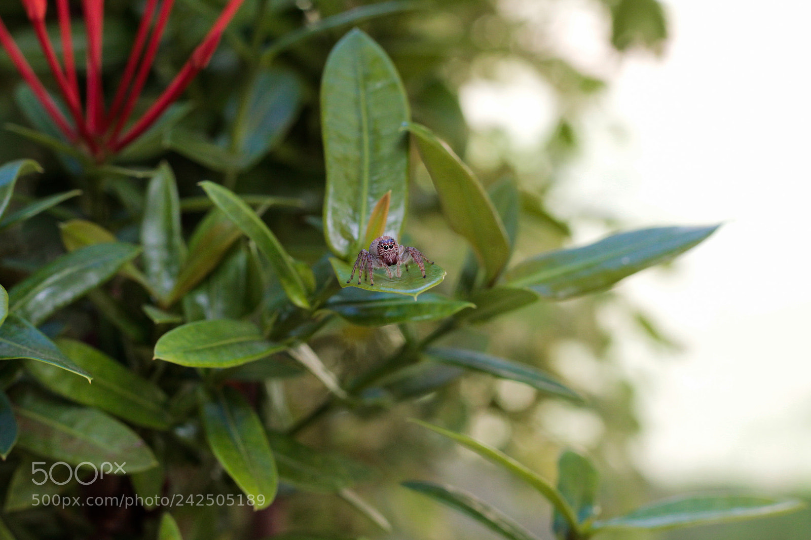 Canon EOS 1300D (EOS Rebel T6 / EOS Kiss X80) sample photo. Spider. photography