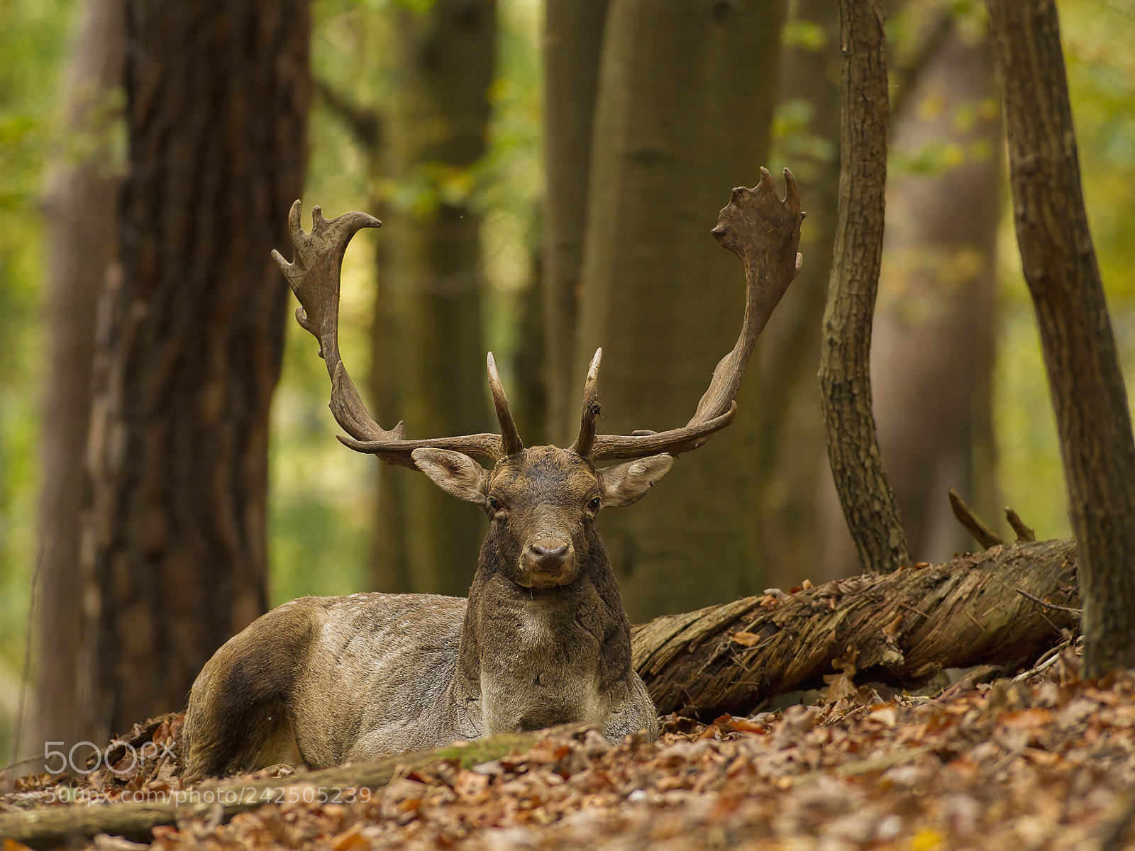 Canon EOS-1D Mark IV sample photo. Resting photography