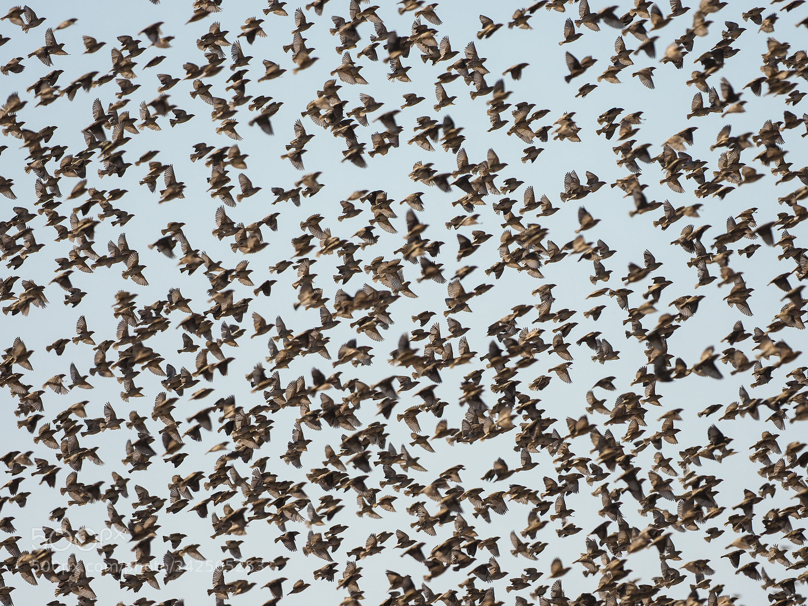 Olympus OM-D E-M1 Mark II sample photo. Birds taking off photography