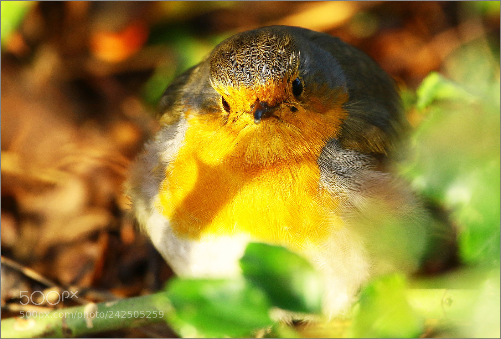 Canon EOS 7D Mark II sample photo. La goutte au nez photography