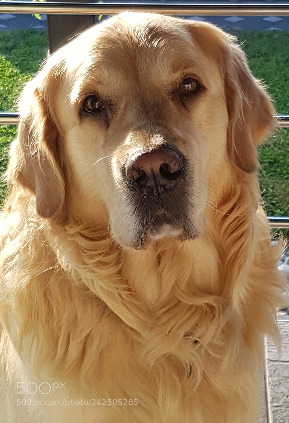 Samsung Galaxy S7 sample photo. My dog photography
