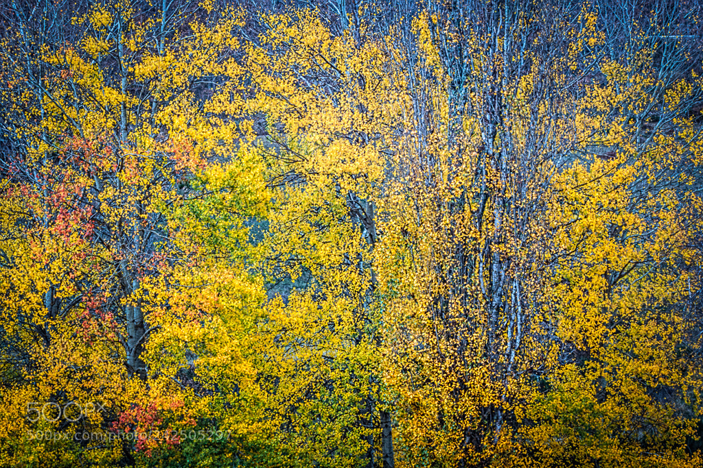 Canon EOS 60D sample photo. Autumm trees- arboles en photography