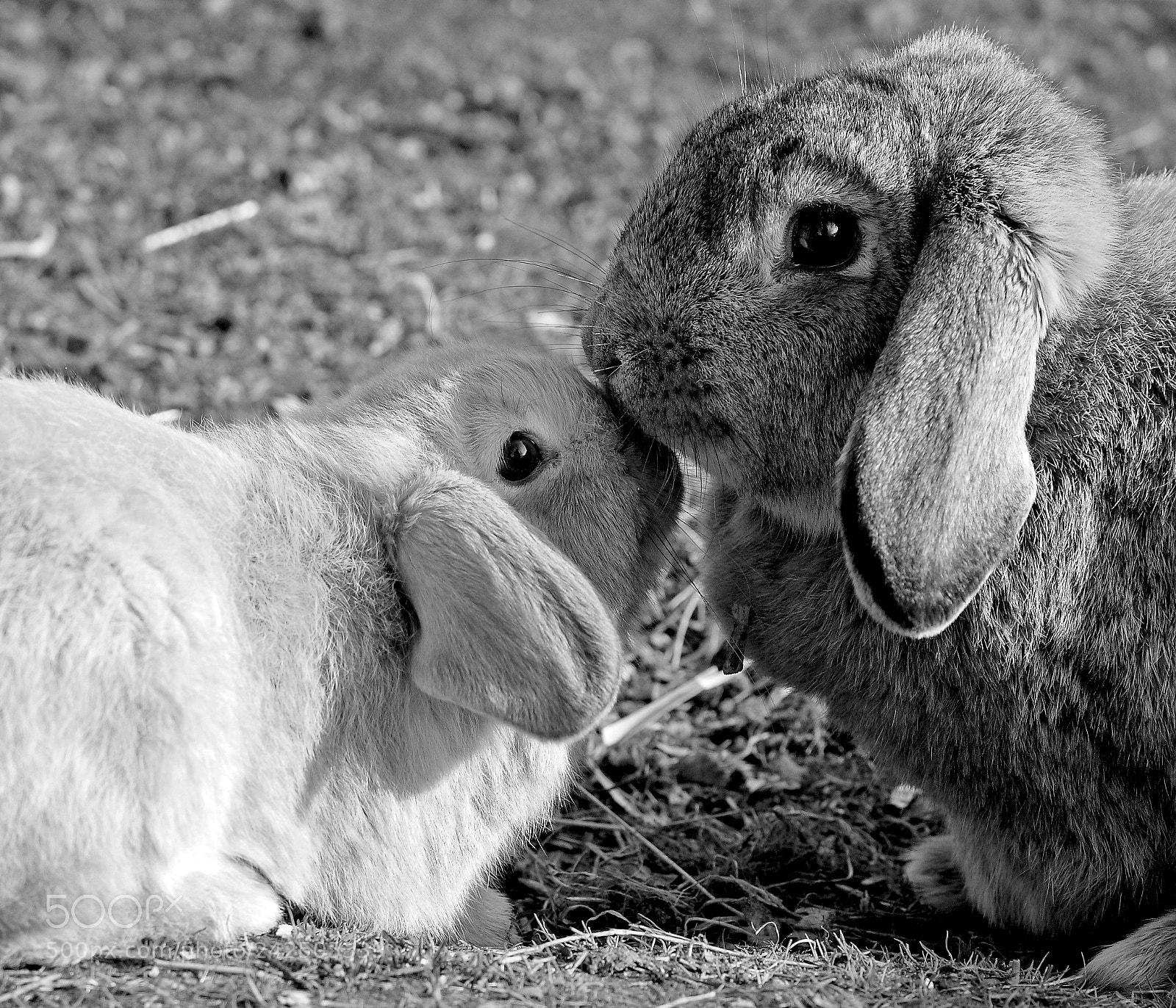 Canon EOS 40D sample photo. Kissing bunnies photography