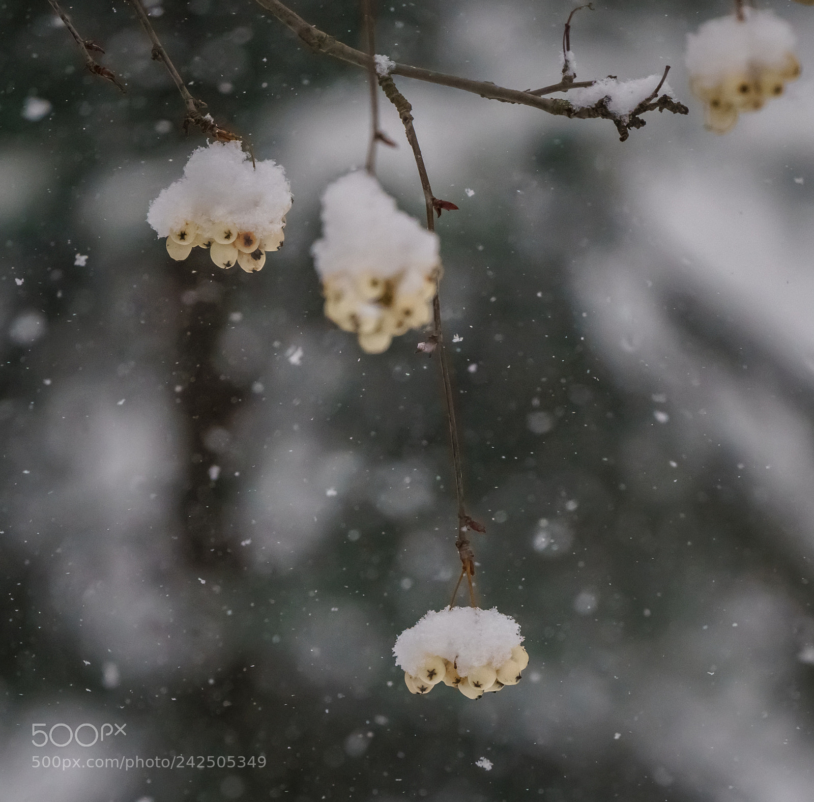 Sony a7R III sample photo. Снег на белой рябине photography