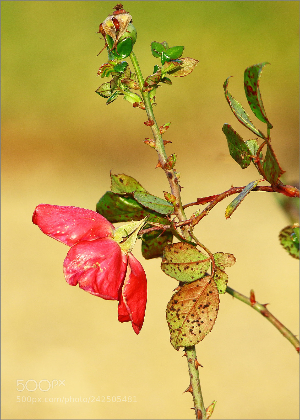 Canon EOS 7D Mark II sample photo. Cherchons la coccinelle ! photography