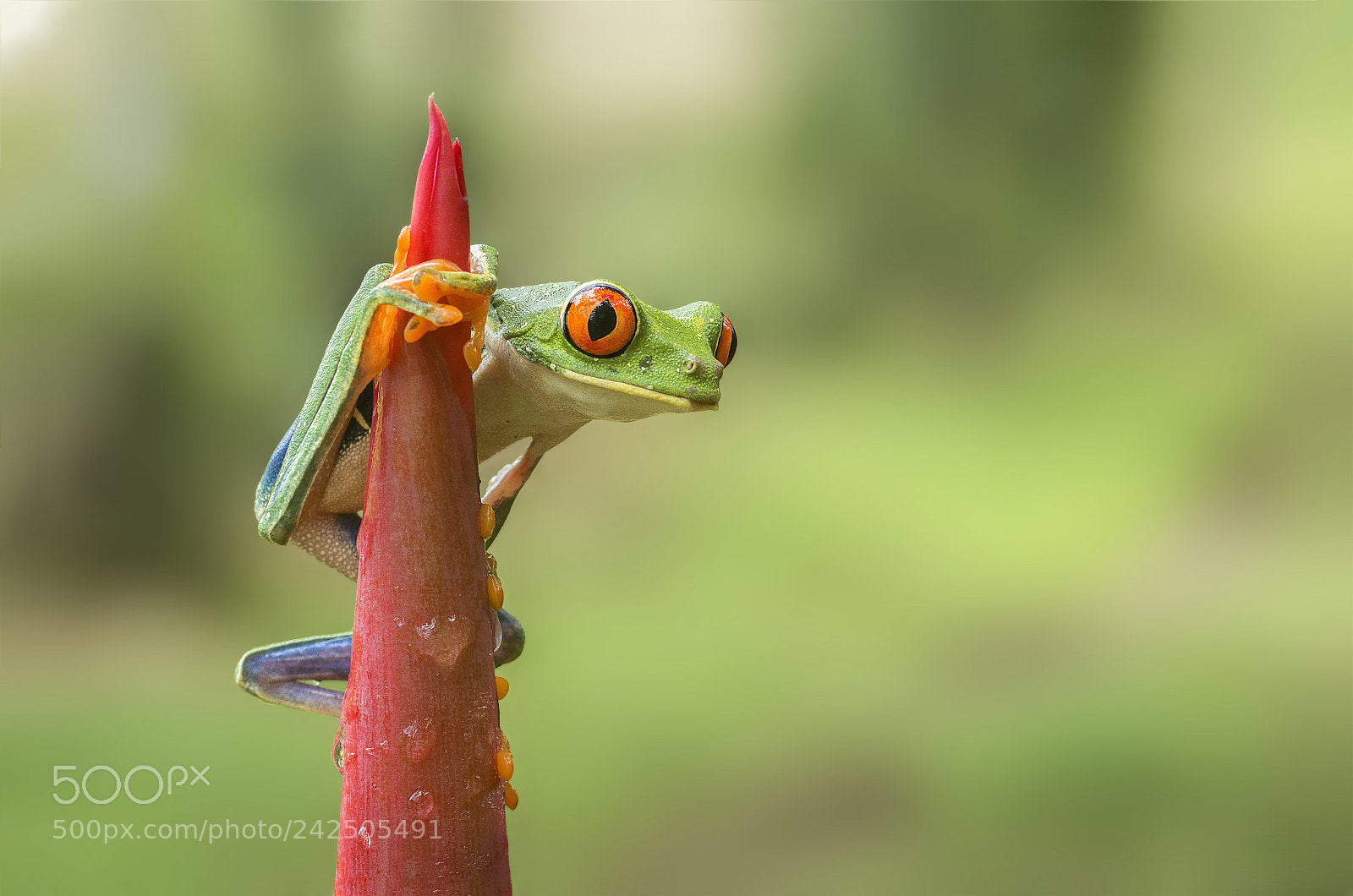 Pentax K-30 sample photo. Red eyed leaf frog photography