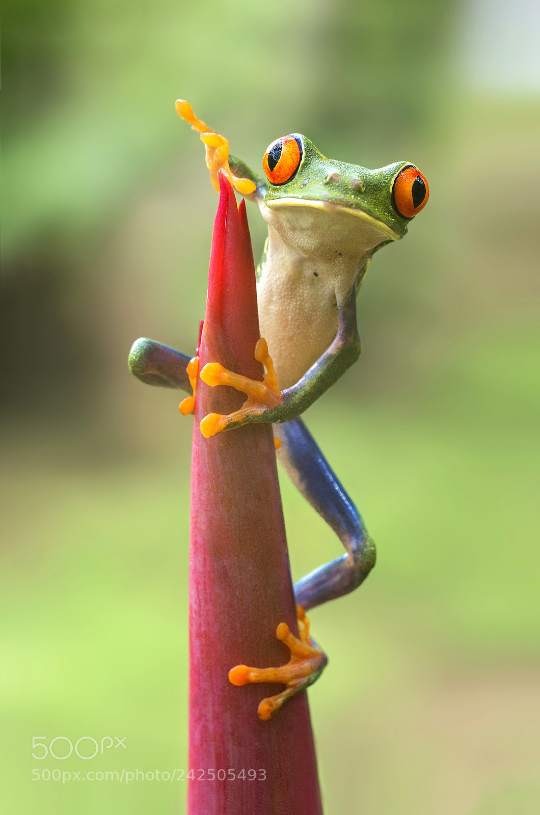Pentax K-30 sample photo. Red eyed leaf frog photography