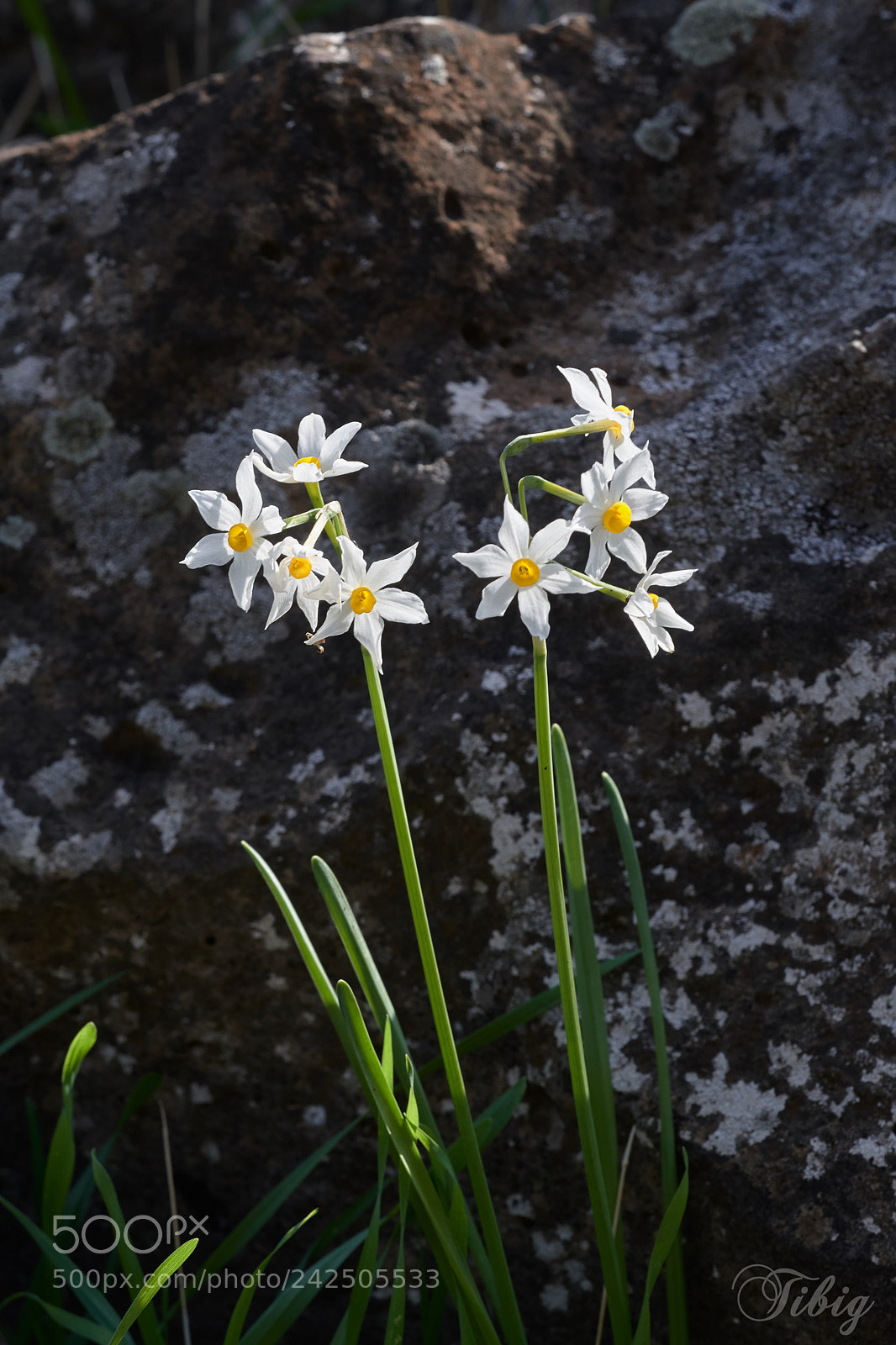 Nikon D500 sample photo. Narcissus photography