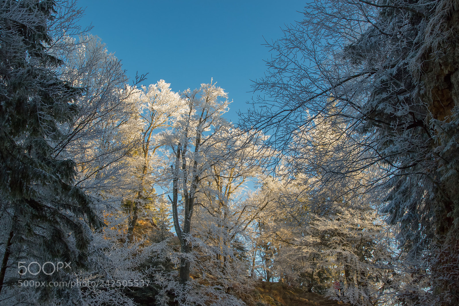 Canon EOS 6D Mark II sample photo. Golden trees photography