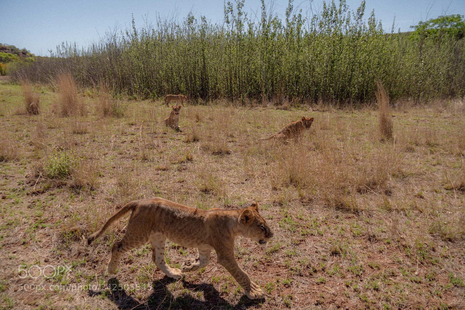 Panasonic Lumix DMC-GH3 sample photo. South africa photography