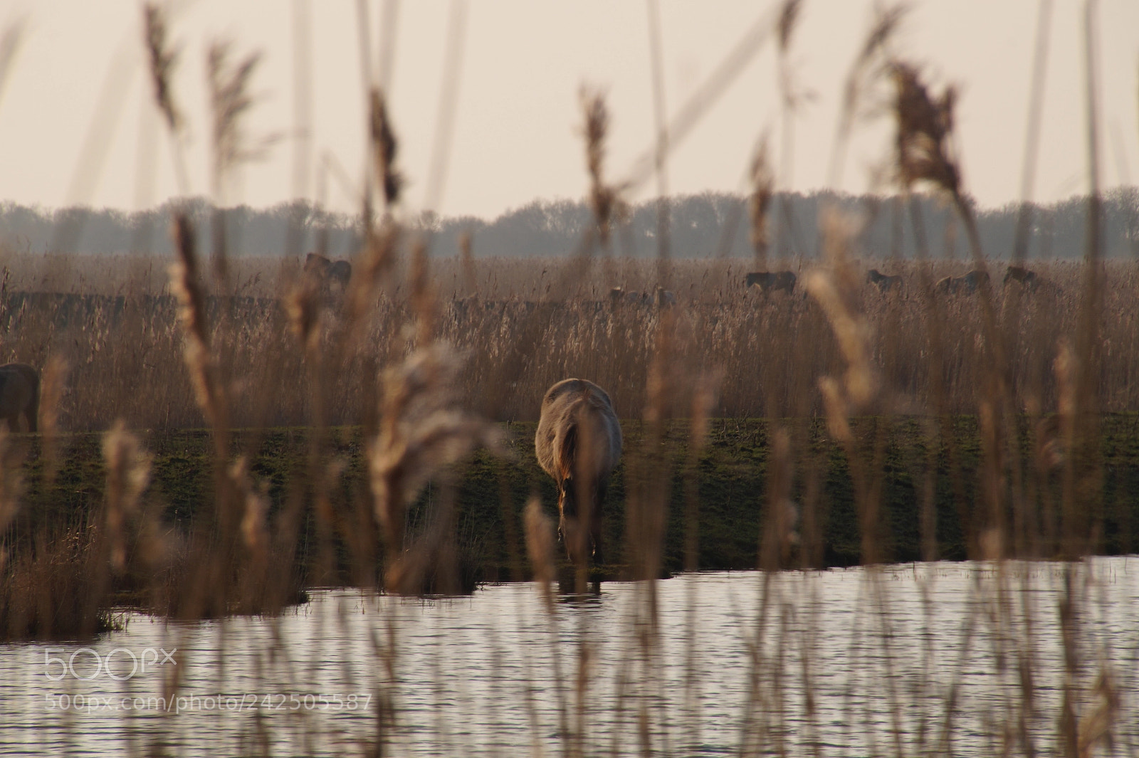 Sony SLT-A58 sample photo. Drinking horse photography