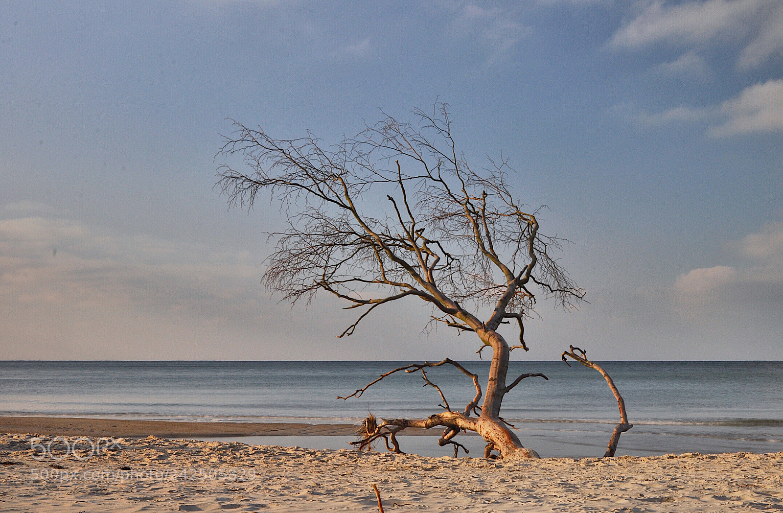 Nikon D5000 sample photo. Darß; mecklenburg-vorpommern; germany photography