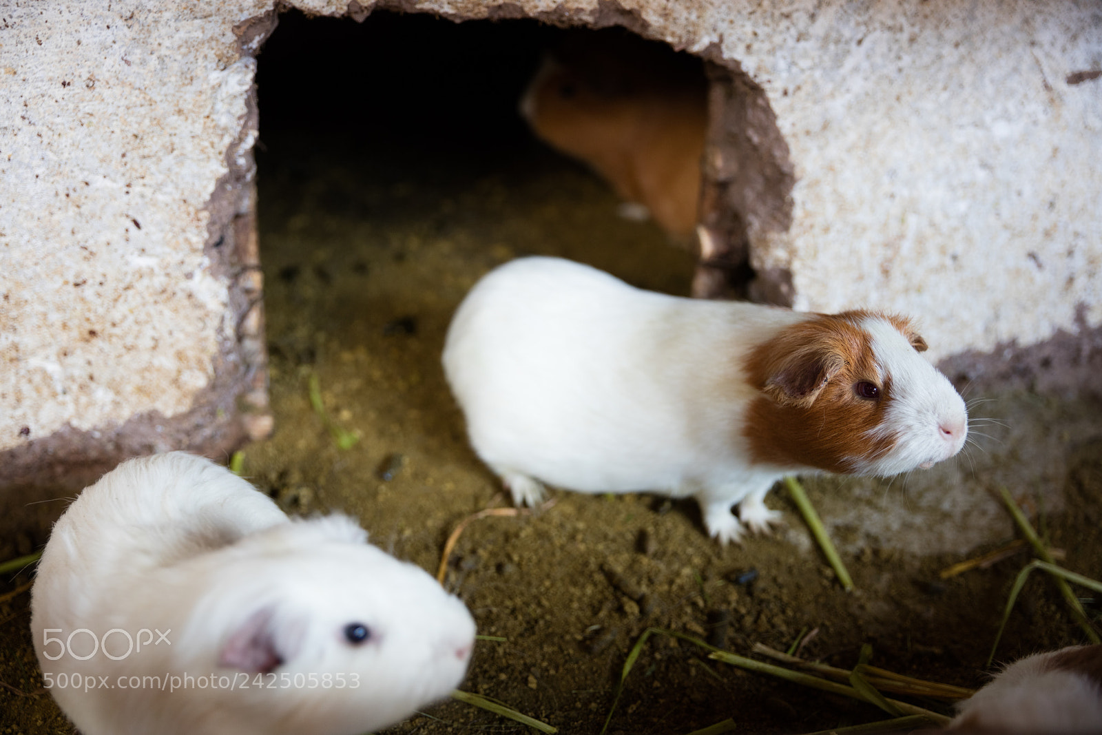 Canon EOS 5DS R sample photo. Guinea pig in captivity photography