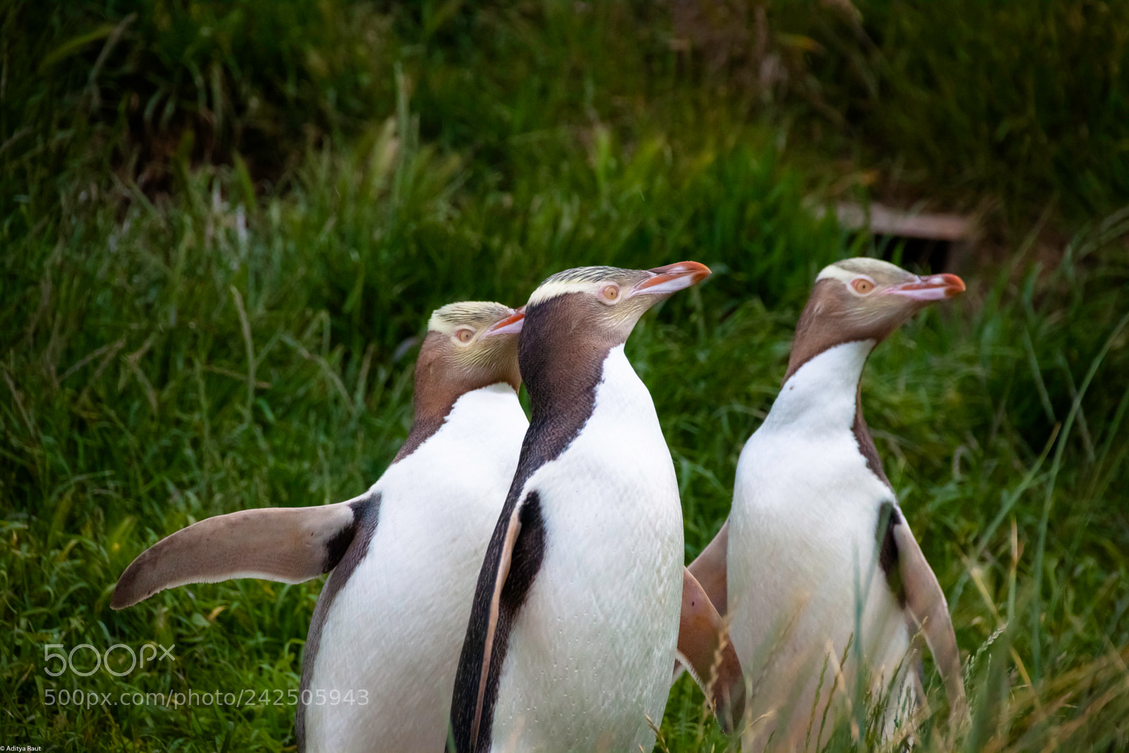 Canon EOS 500D (EOS Rebel T1i / EOS Kiss X3) sample photo. Penguins in a field photography