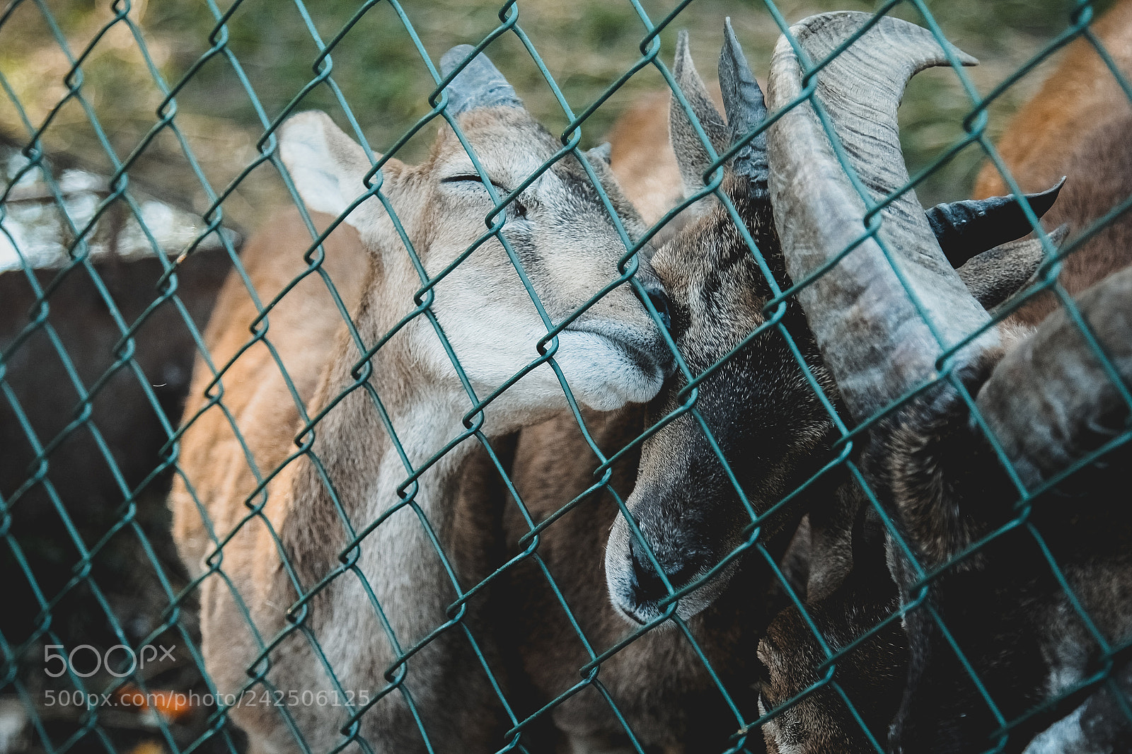 Canon EOS 60D sample photo. Милота photography