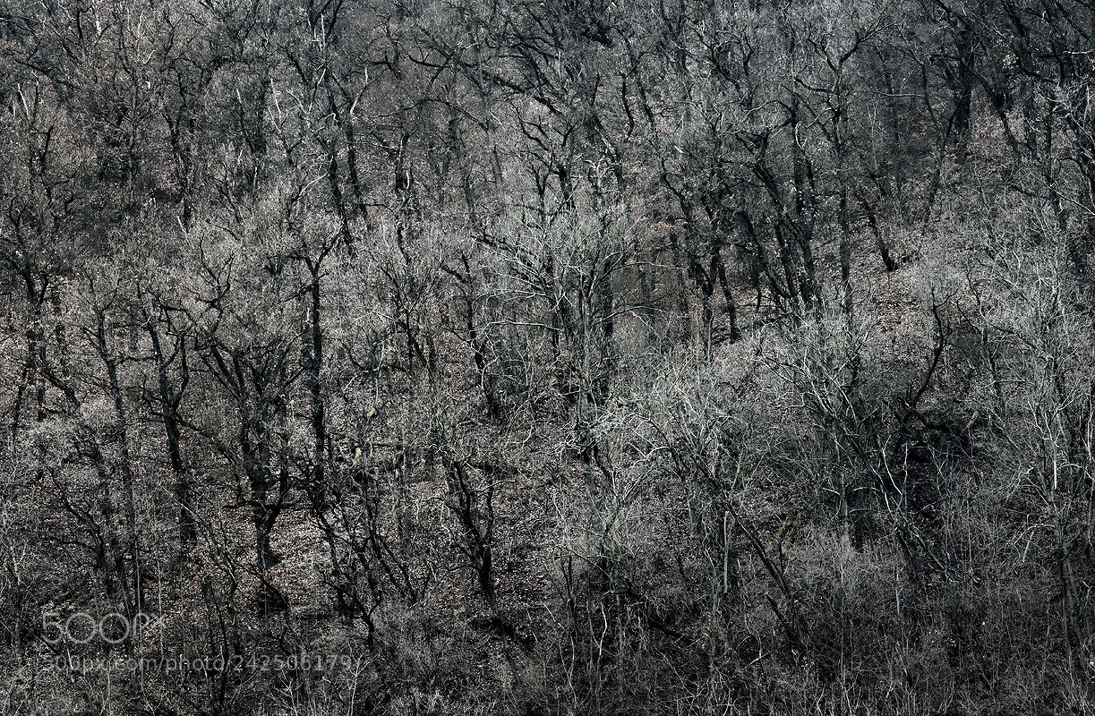 Nikon D500 sample photo. Jamas bw 2-019 photography