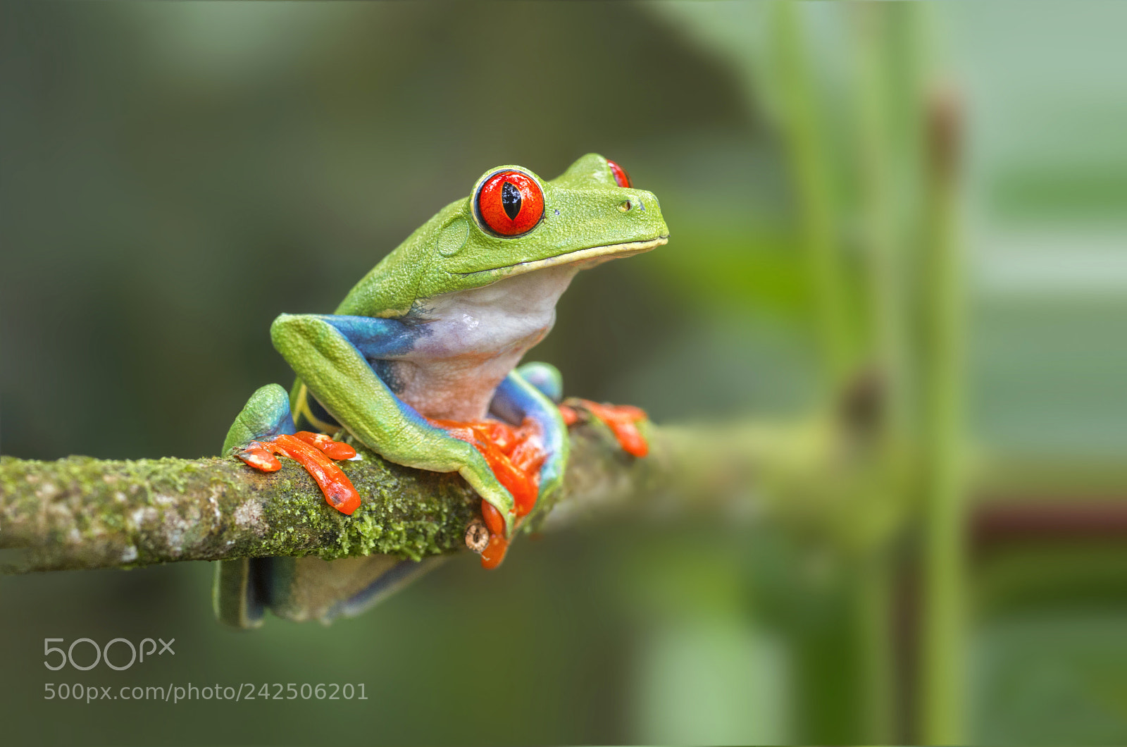 Pentax K-30 sample photo. Red eyed leaf frog photography