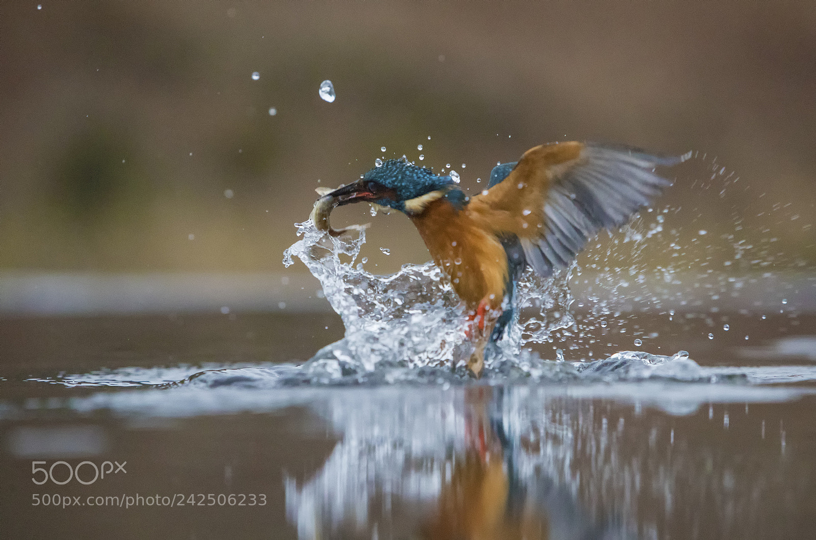 Canon EOS-1D X Mark II sample photo. Kingfisher feeding photography