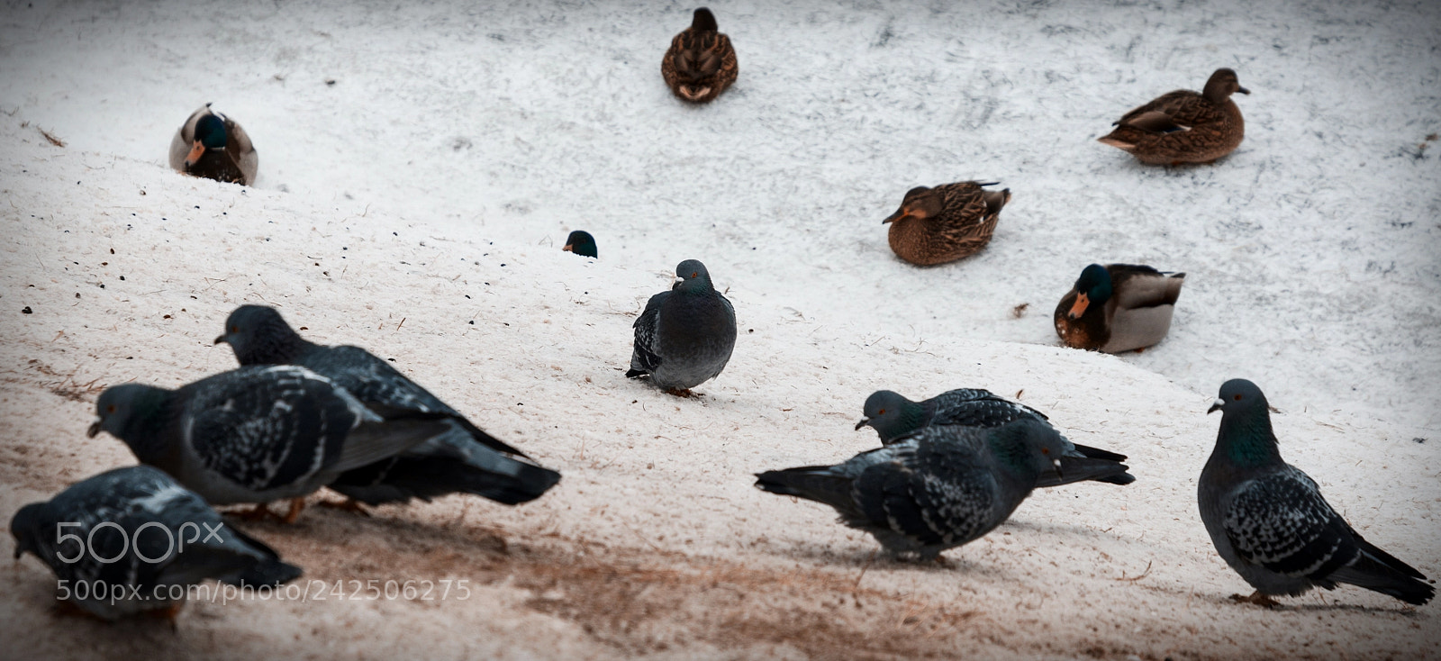 Nikon D5100 sample photo. 259 photography