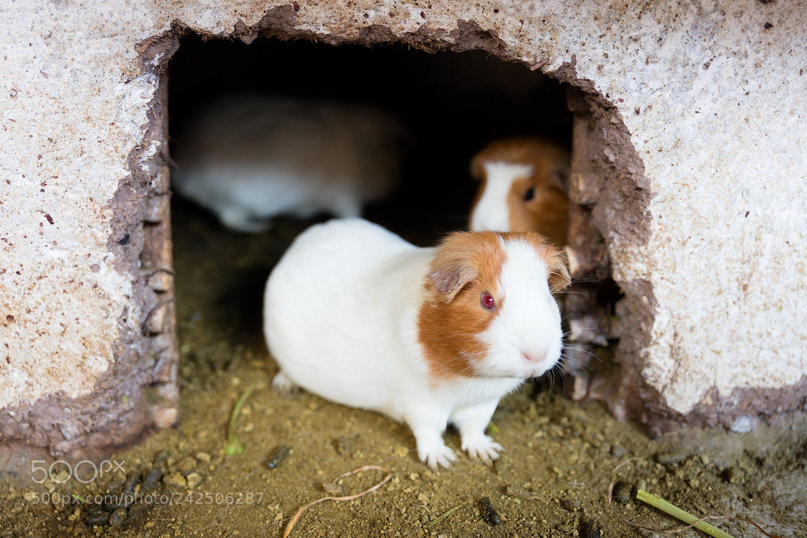 Canon EOS 5DS R sample photo. Guinea pig in captivity photography