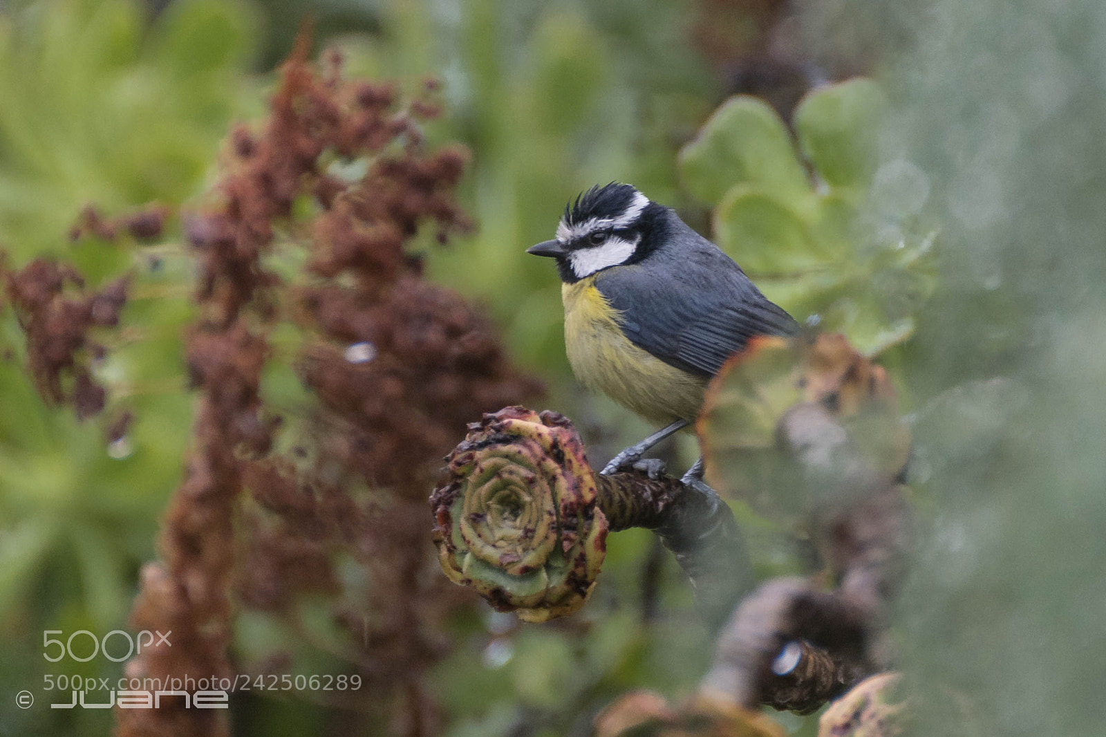 Sony a6300 sample photo. Herrerillo canario cyanistes teneriffae photography