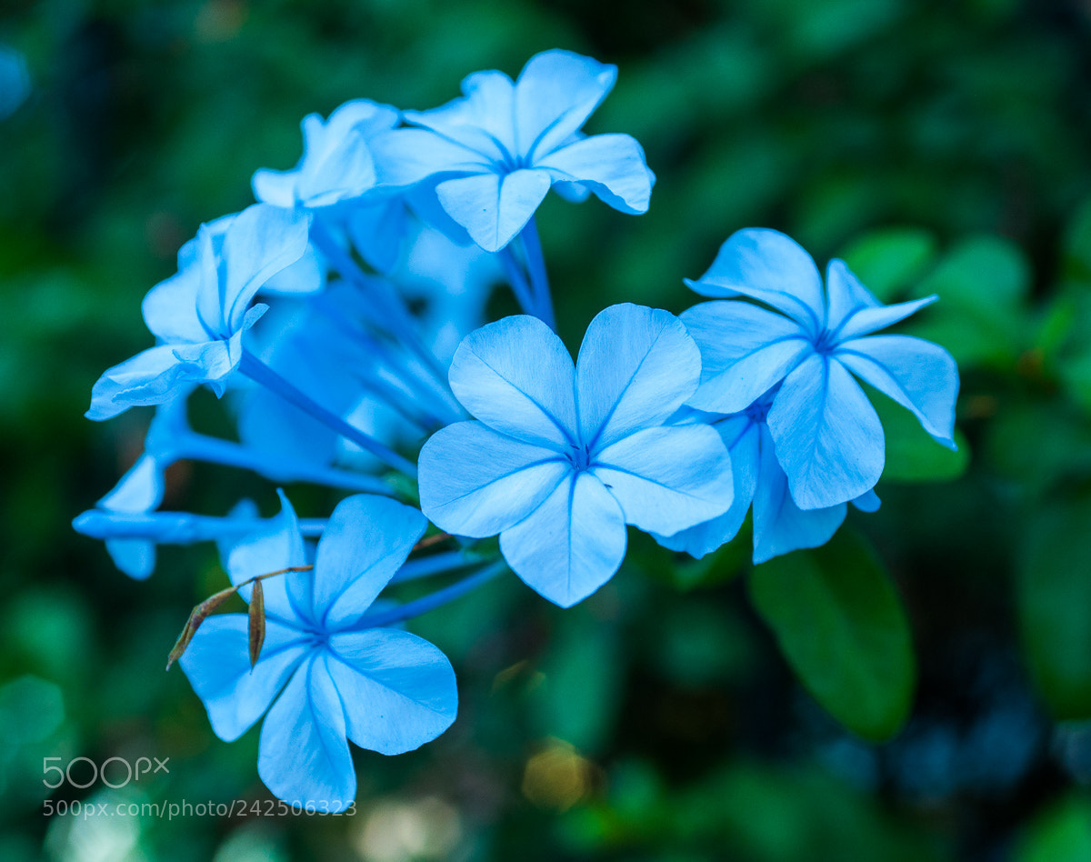 Nikon D90 sample photo. Blue flower photography