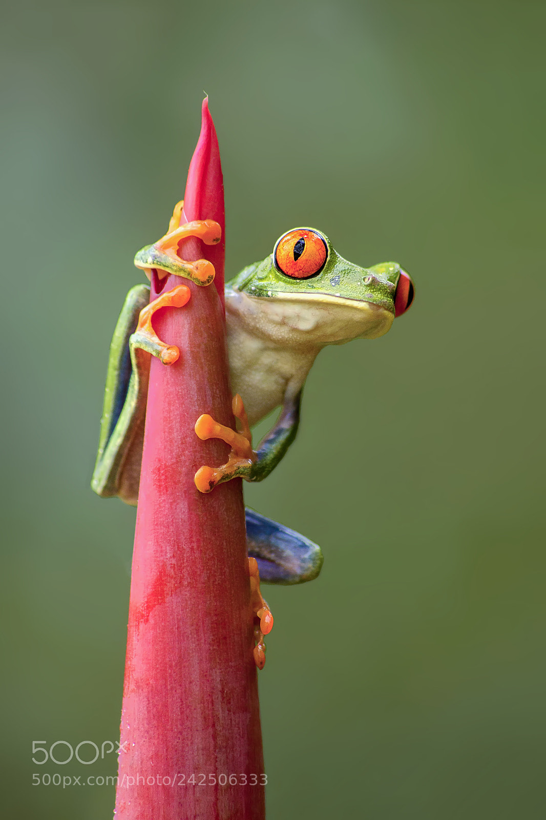 Sony SLT-A77 sample photo. Red eyed leaf frog photography