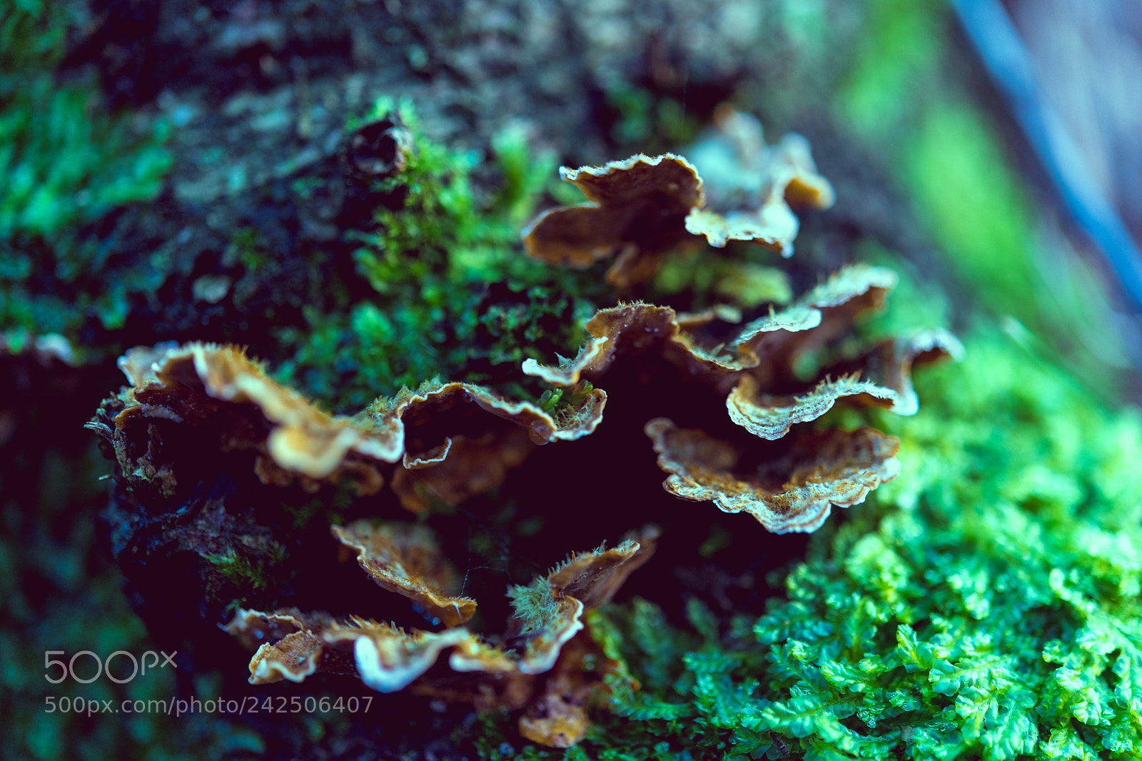 Nikon D850 sample photo. Ruige heide photography