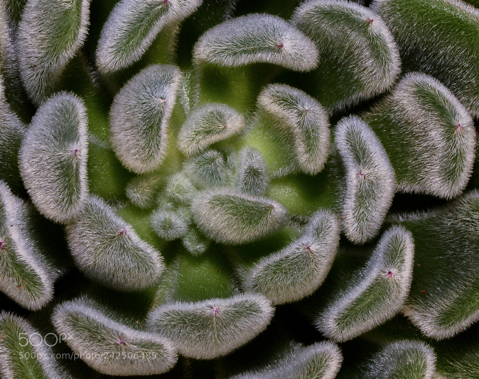 Nikon D600 sample photo. Hairy succulent photography