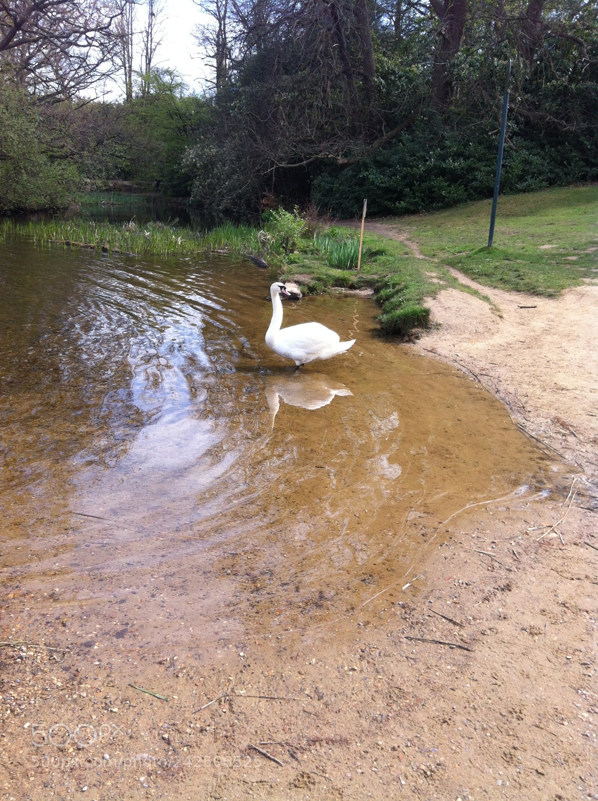 Apple iPhone 4 sample photo. Swan photography