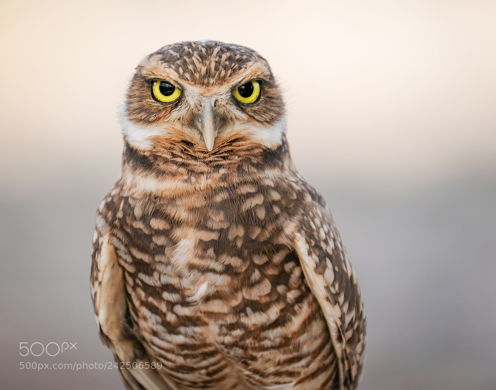 Fujifilm X-T2 sample photo. Burrowing owl photography