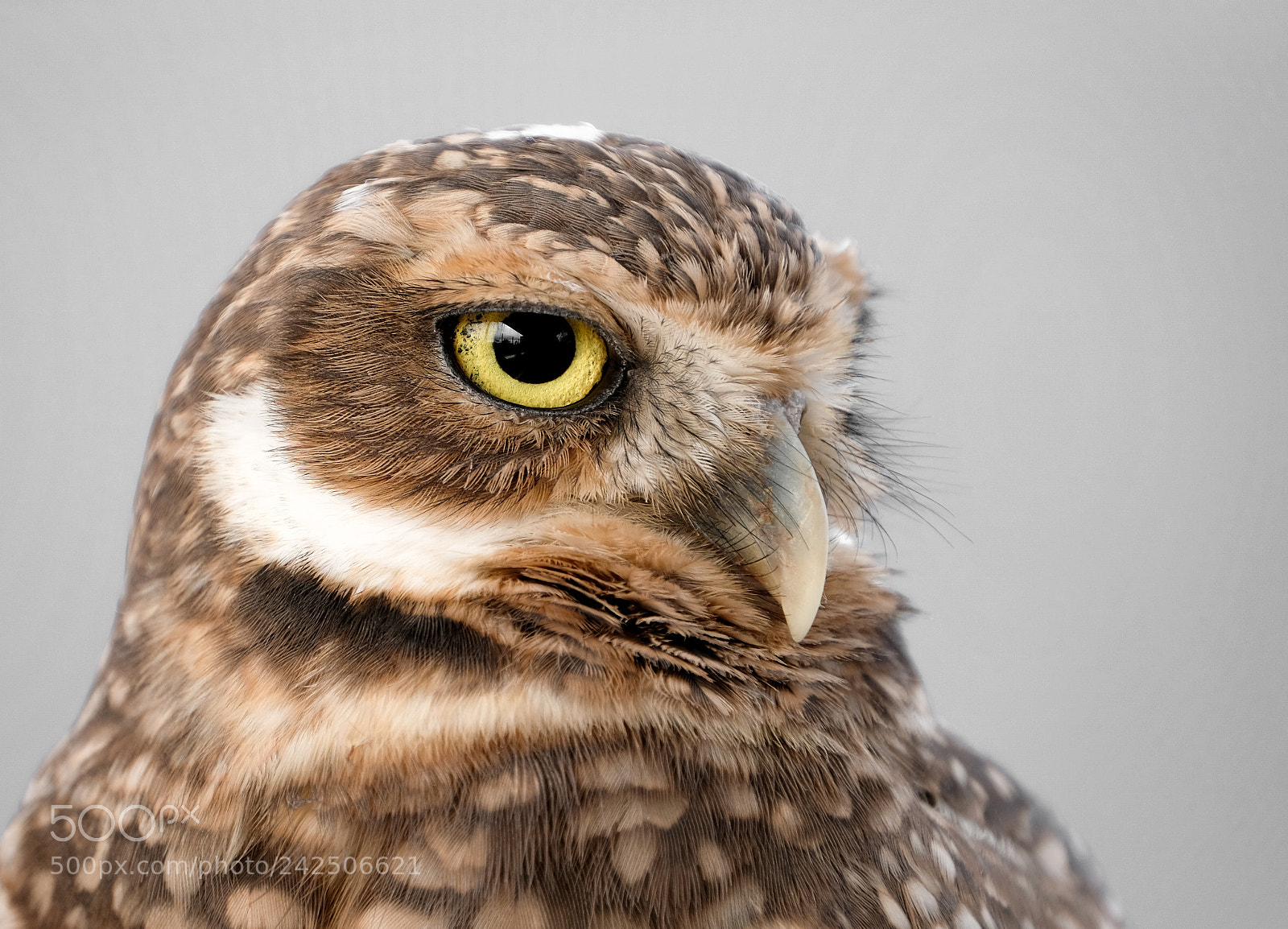 Fujifilm X-T2 sample photo. Burrowing owl photography