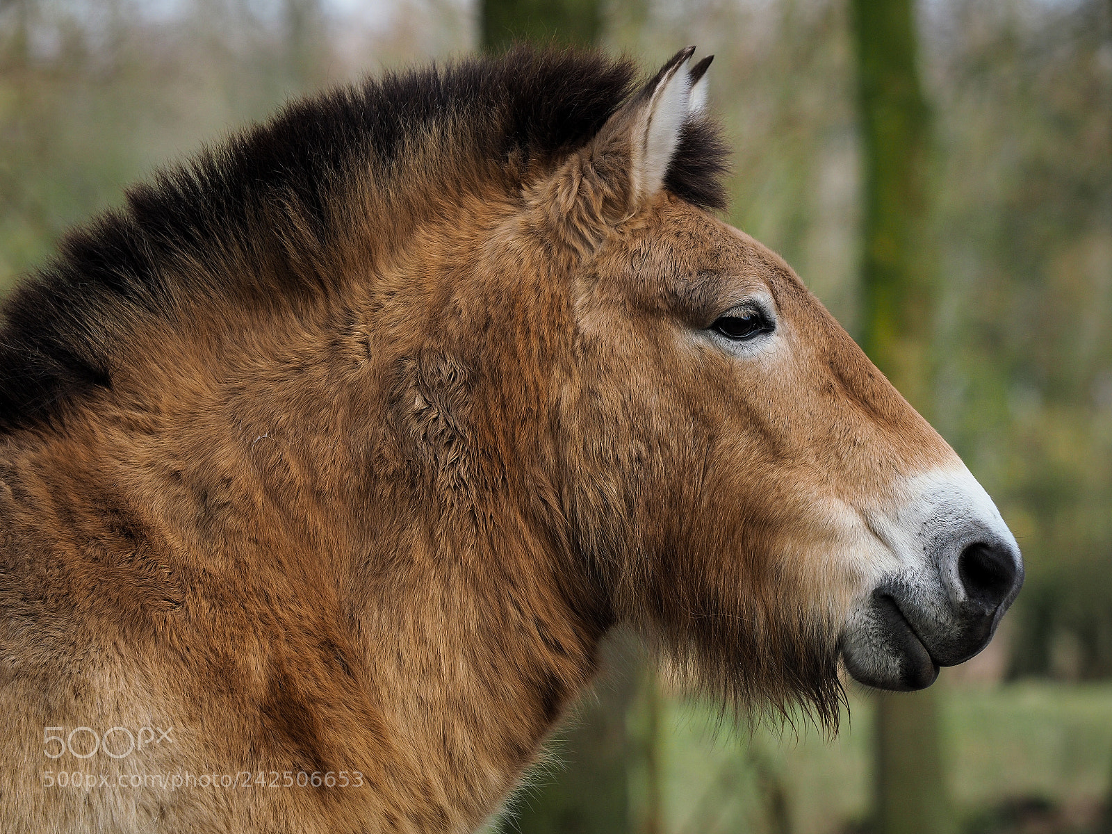 Olympus PEN-F sample photo. Przewalski portrait photography