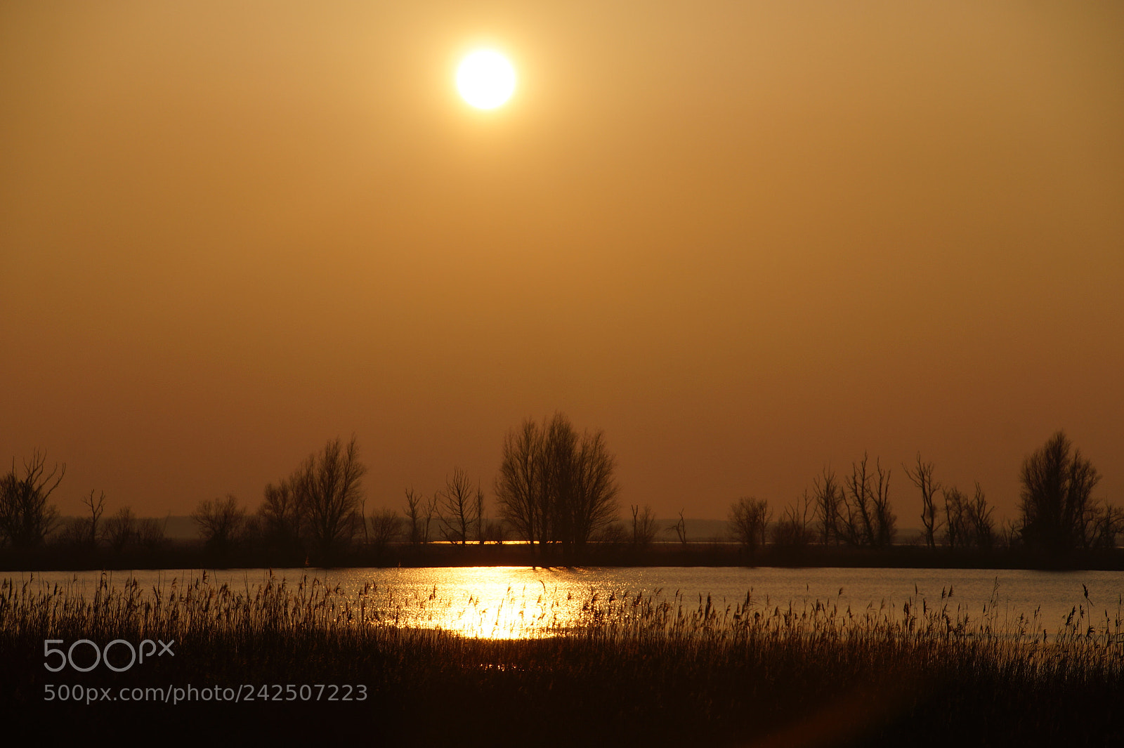 Sony SLT-A58 sample photo. Low sun at the photography