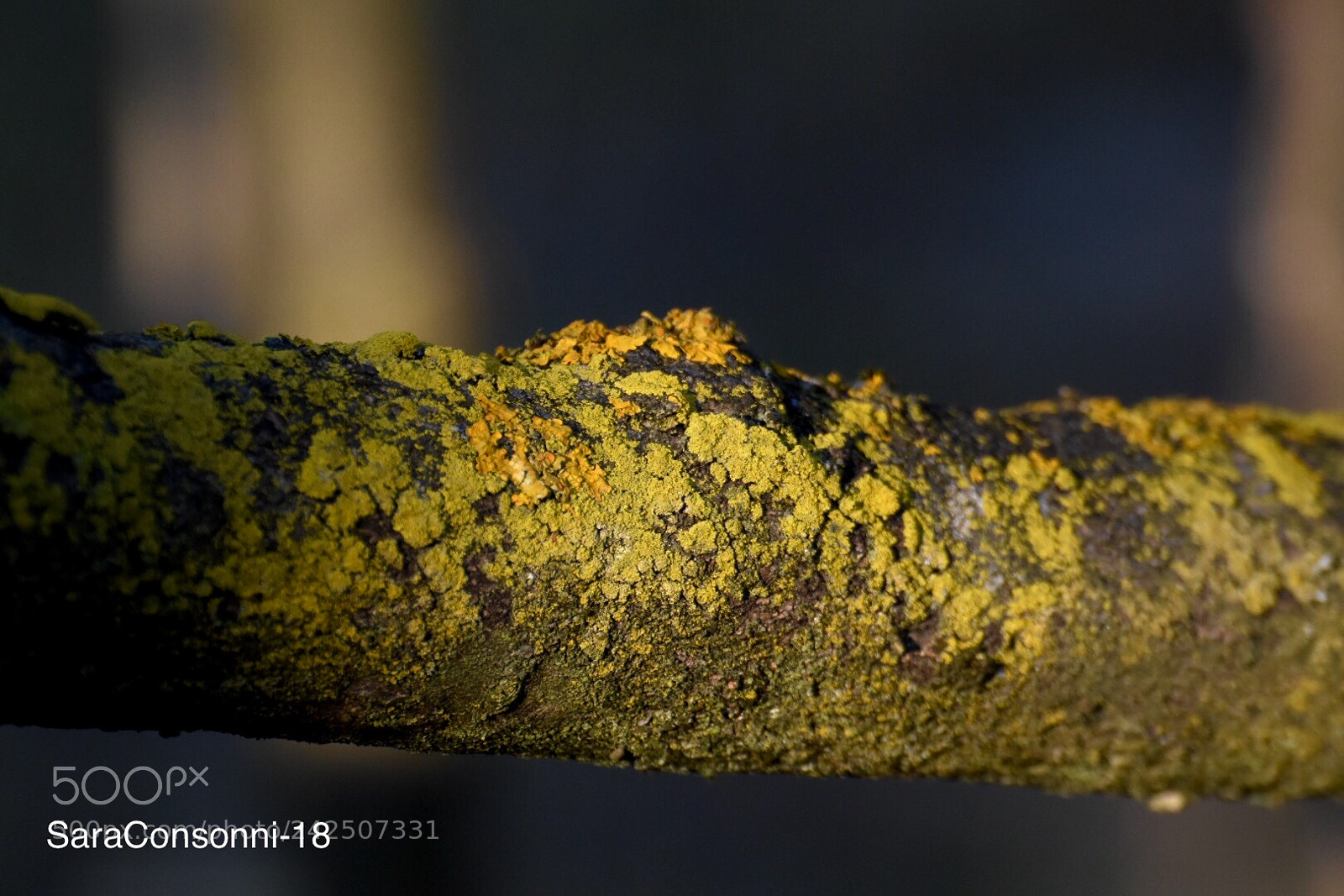 Nikon D7200 sample photo. Le espressioni della natura photography