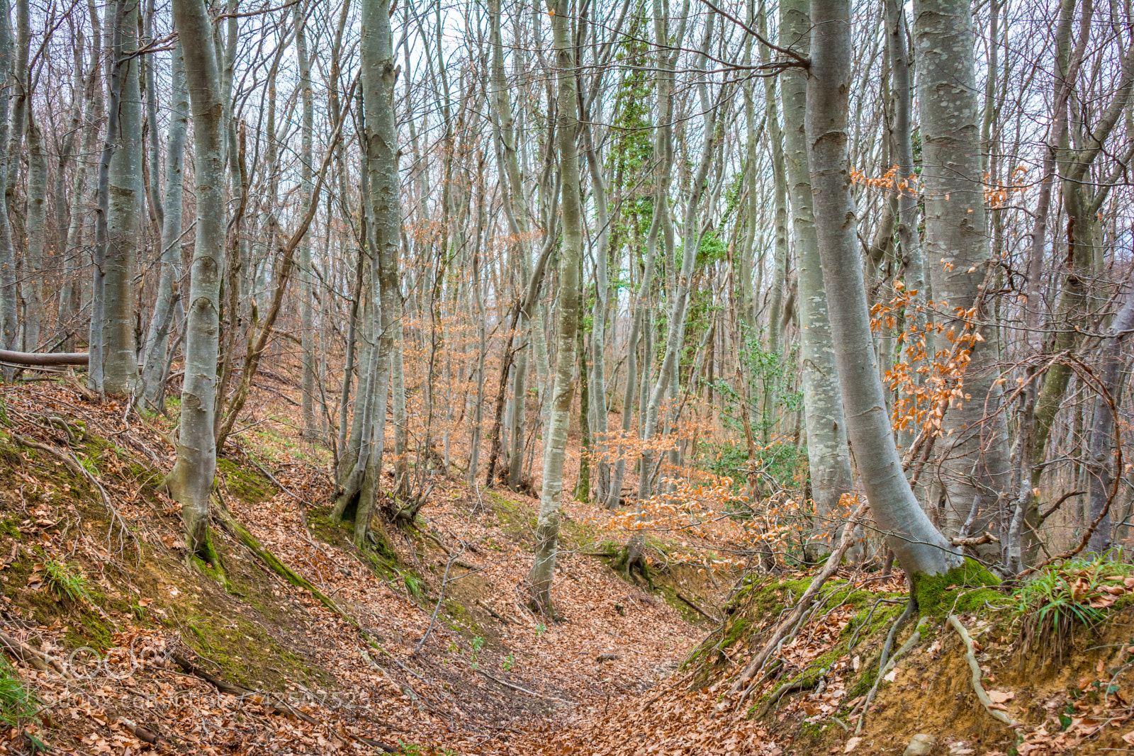 Nikon D7100 sample photo. Forest photography