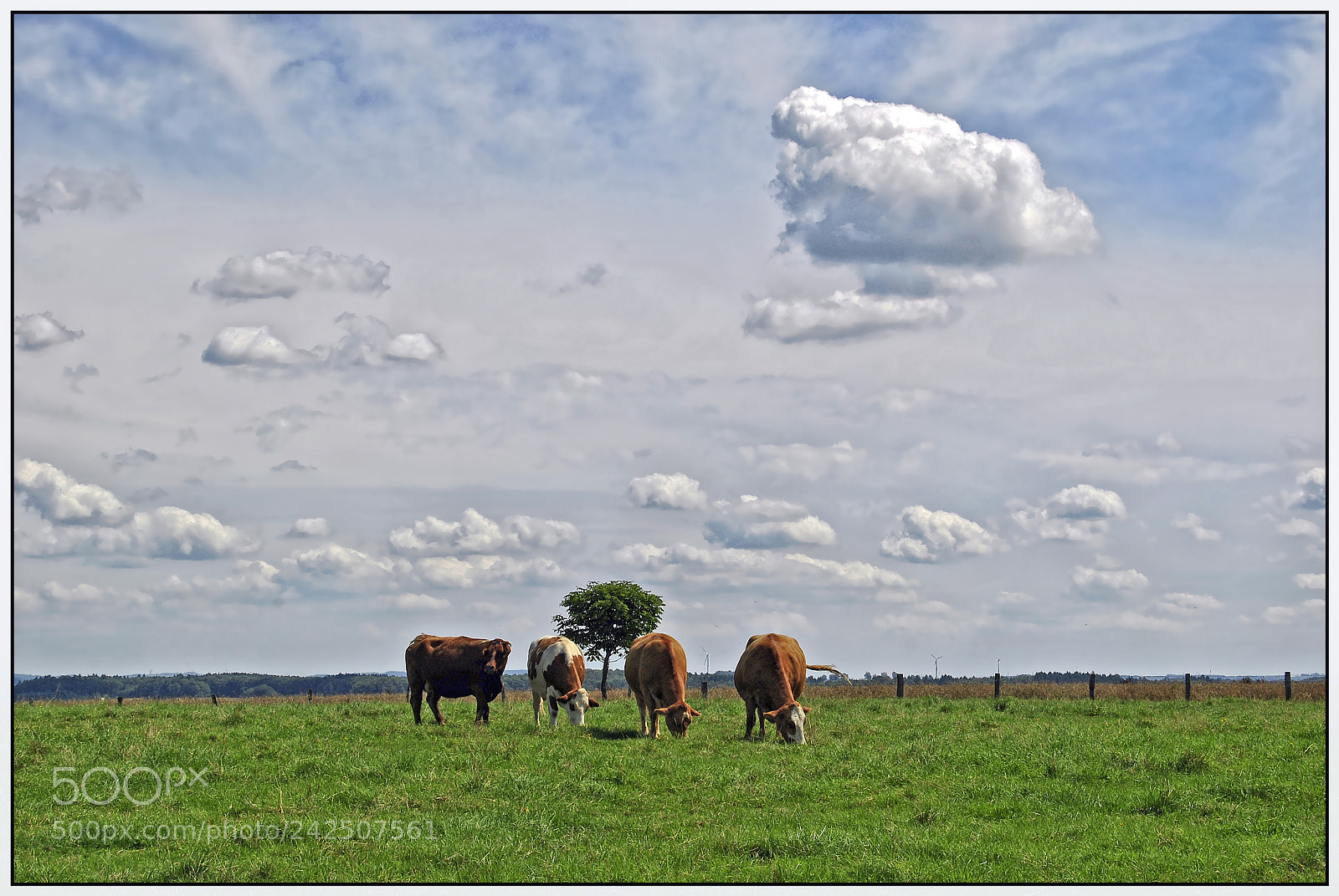 Nikon D3000 sample photo. …clouds idylls – i... photography