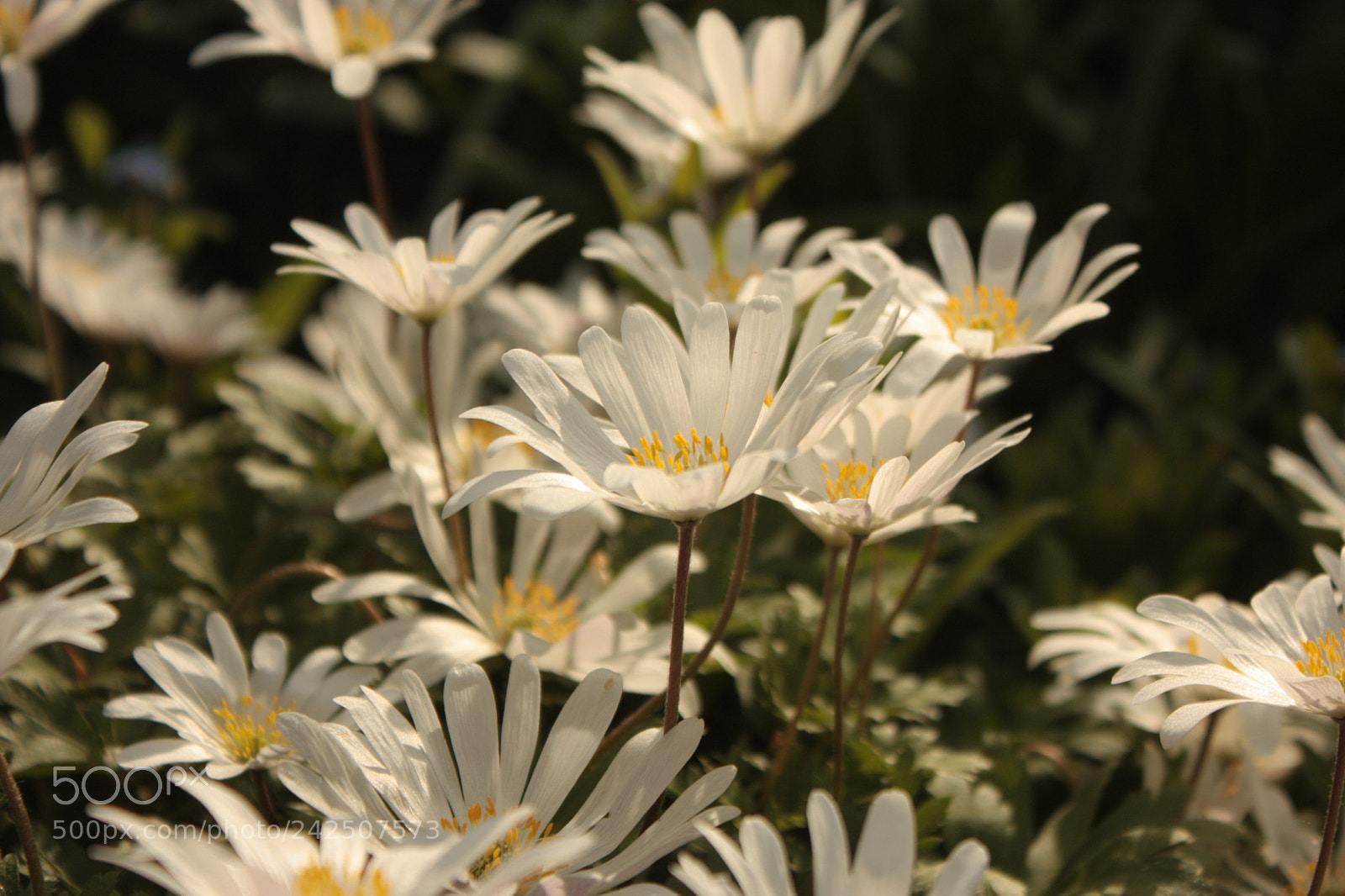 Canon EF-S 18-55mm F3.5-5.6 IS sample photo. Anemone blanda 'white splendour' photography