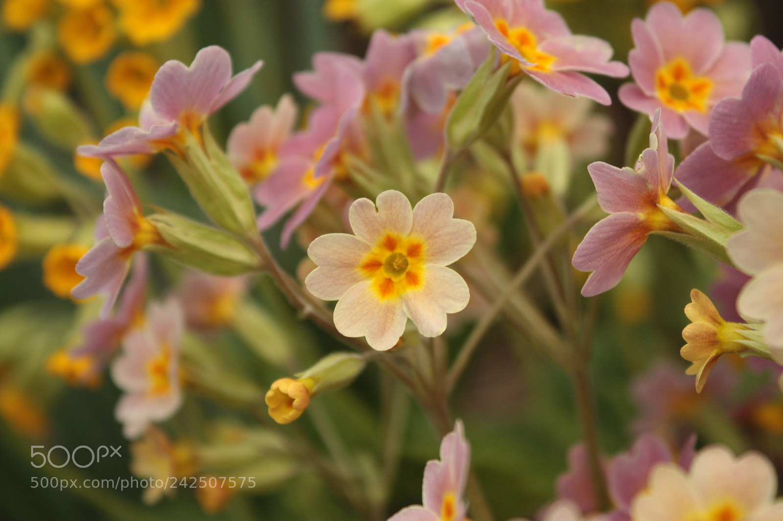Canon EF-S 18-55mm F3.5-5.6 IS sample photo. Litte primula photography