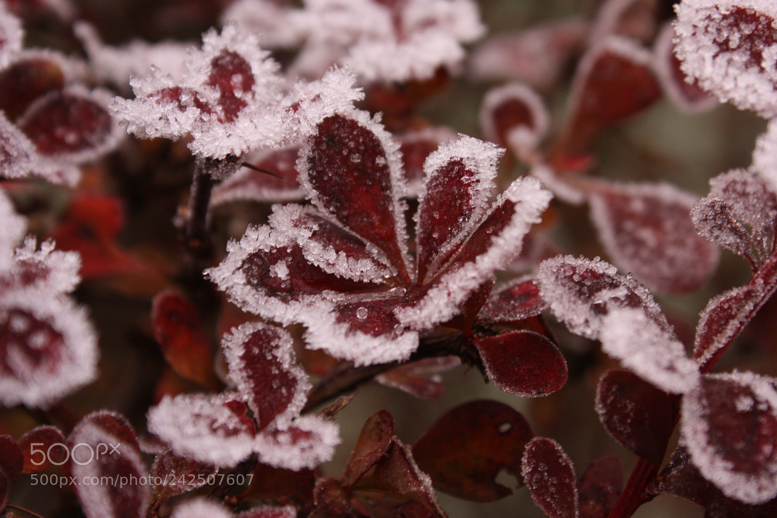 Canon EF-S 18-55mm F3.5-5.6 IS sample photo. Ice cold photography