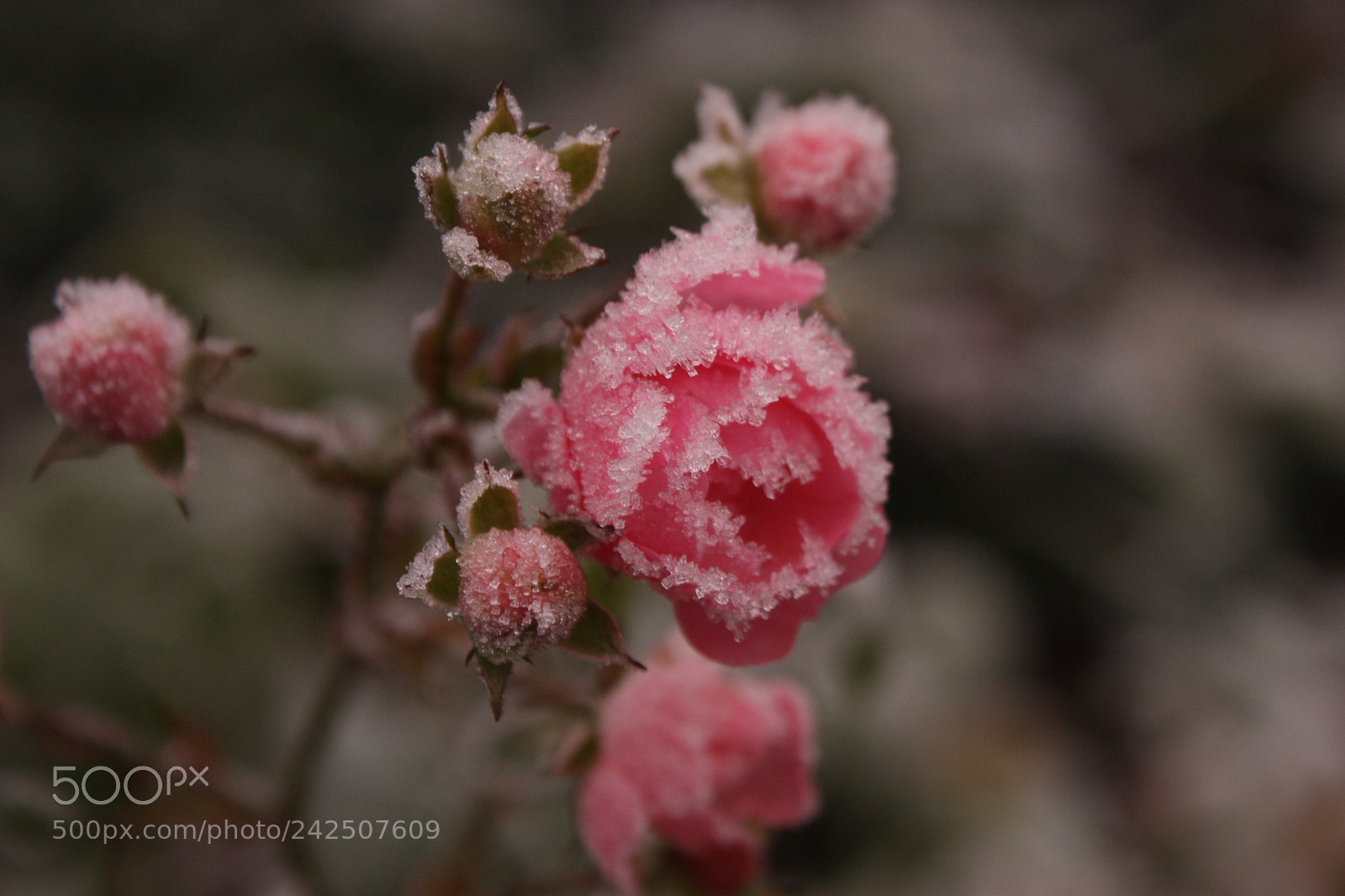 Canon EF-S 18-55mm F3.5-5.6 IS sample photo. Frozen rose photography