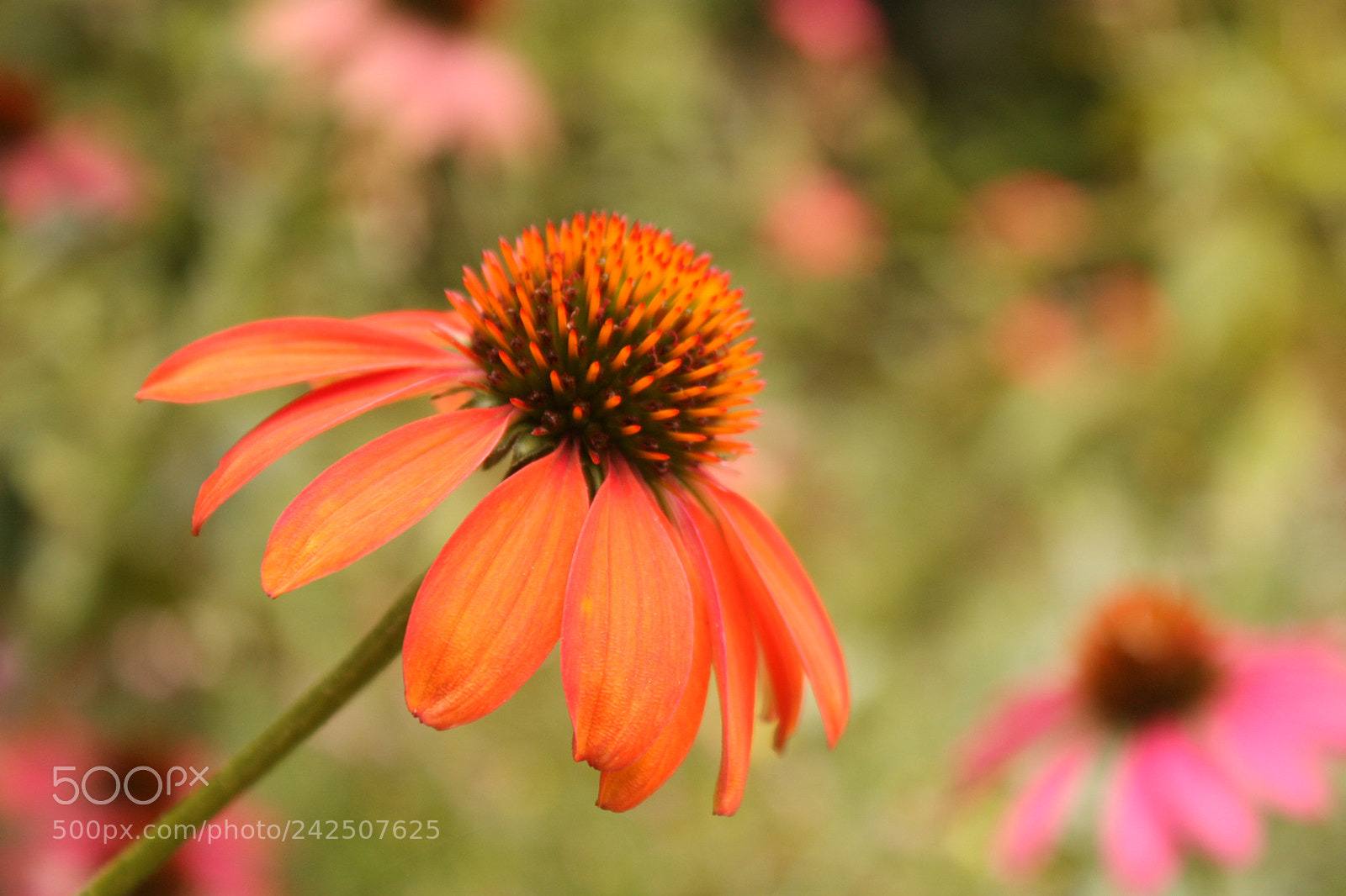 Canon EF-S 18-55mm F3.5-5.6 IS sample photo. Echinacea photography