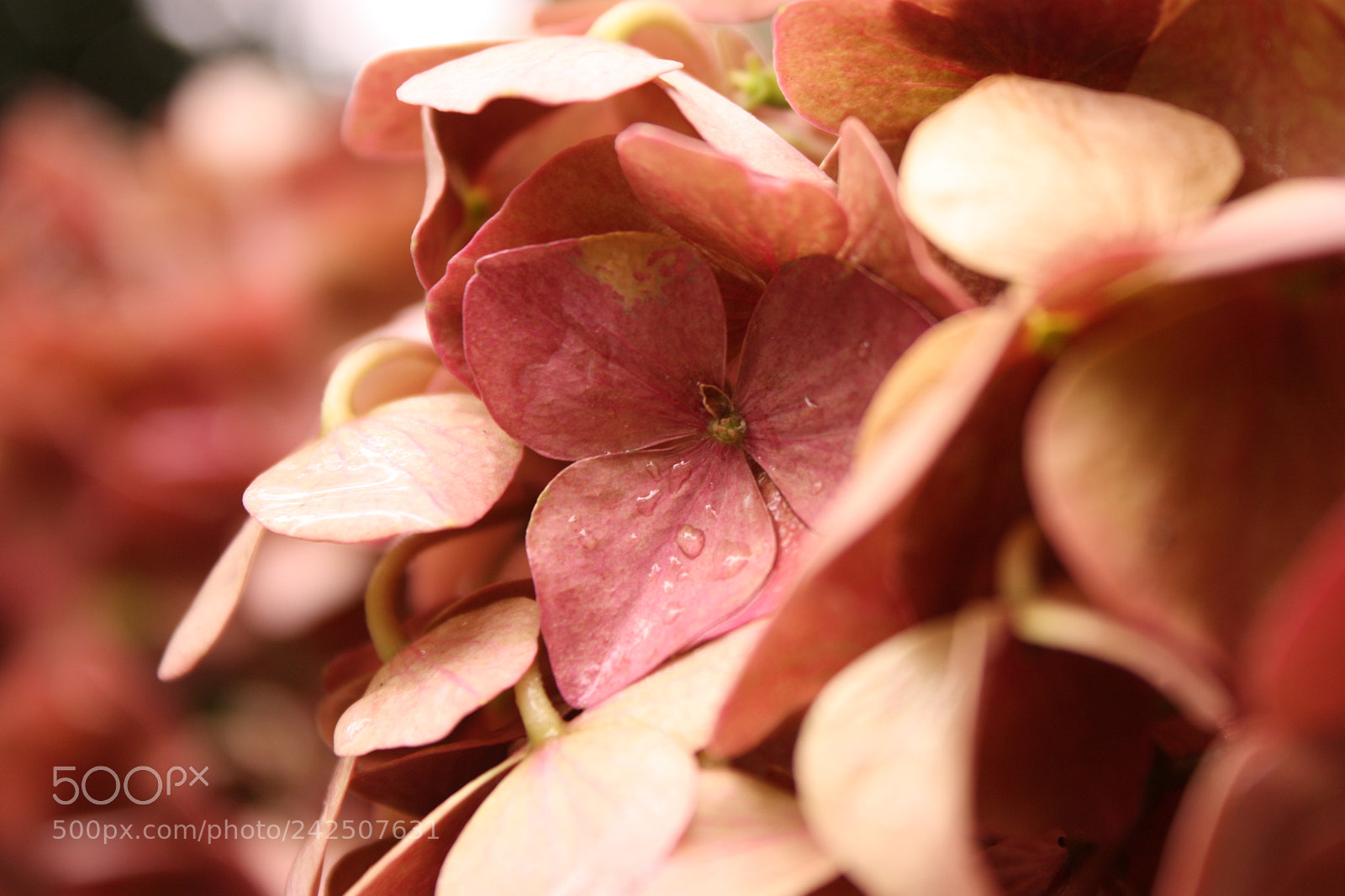 Canon EF-S 18-55mm F3.5-5.6 IS sample photo. Hortensia photography
