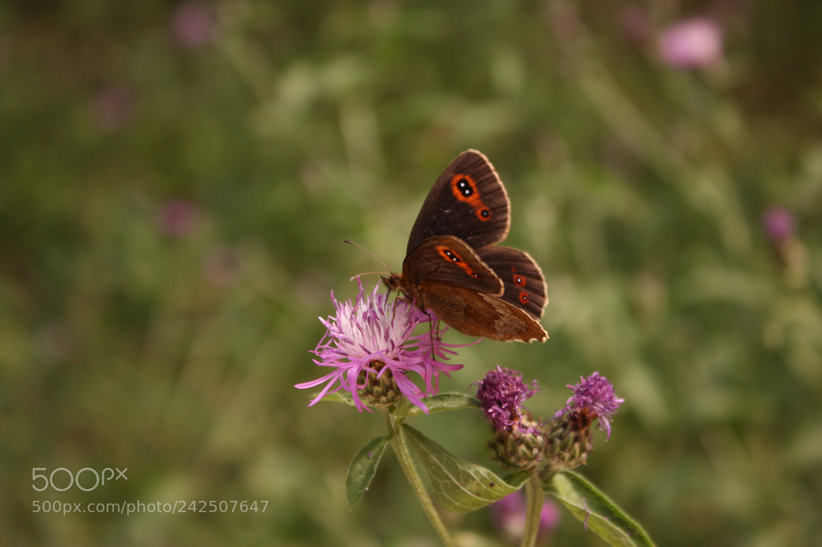 Canon EF-S 18-55mm F3.5-5.6 IS sample photo. Little butterfly photography