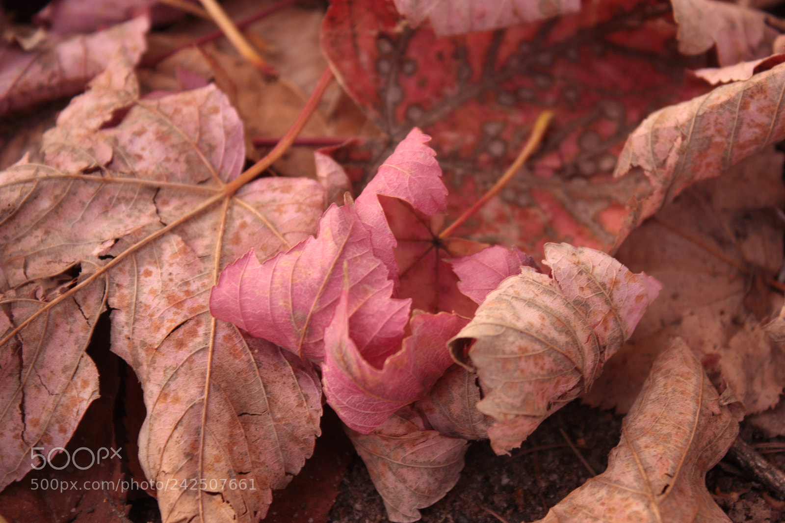 Canon EF-S 18-55mm F3.5-5.6 IS sample photo. Rose leave photography