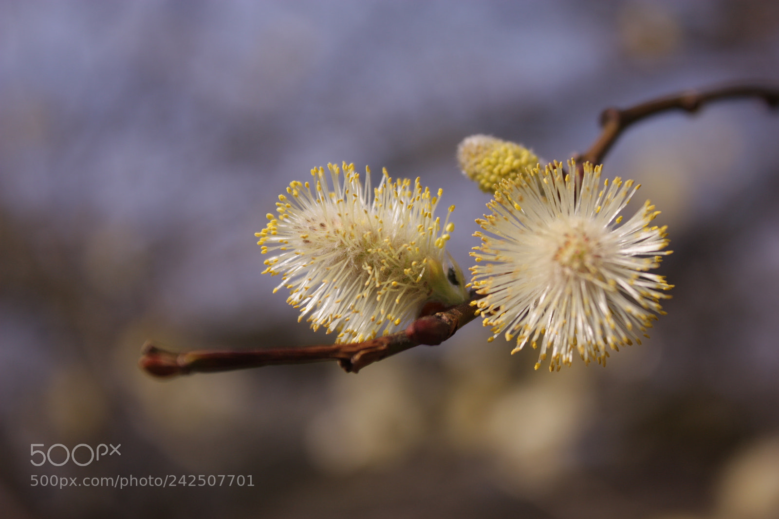 Canon EF-S 18-55mm F3.5-5.6 IS sample photo. Willow catkin photography