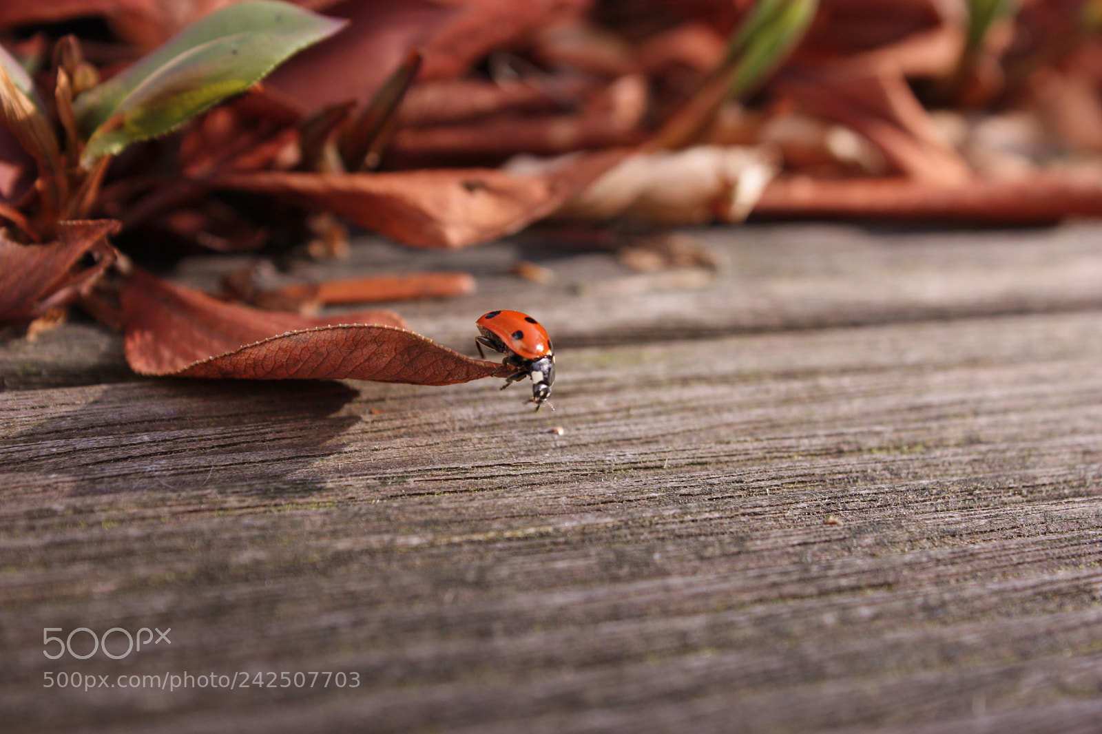 Canon EF-S 18-55mm F3.5-5.6 IS sample photo. Ladybird beetle photography