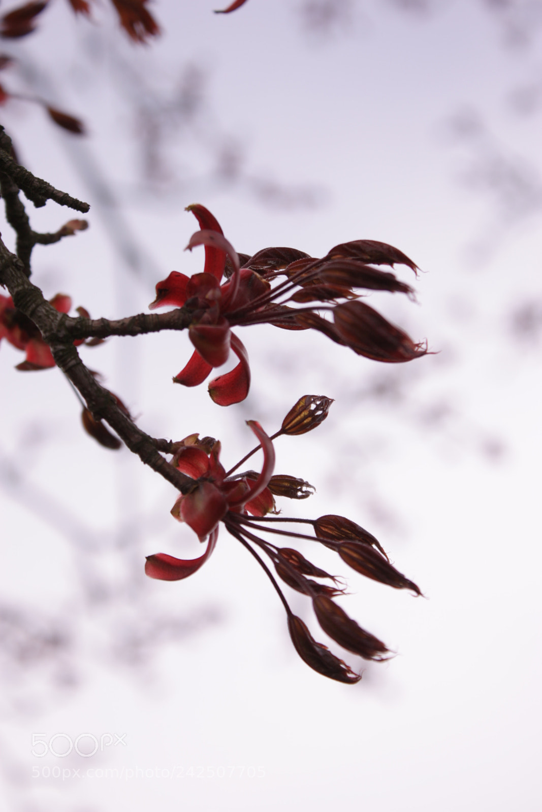 Canon EF-S 18-55mm F3.5-5.6 IS sample photo. Spring branch photography