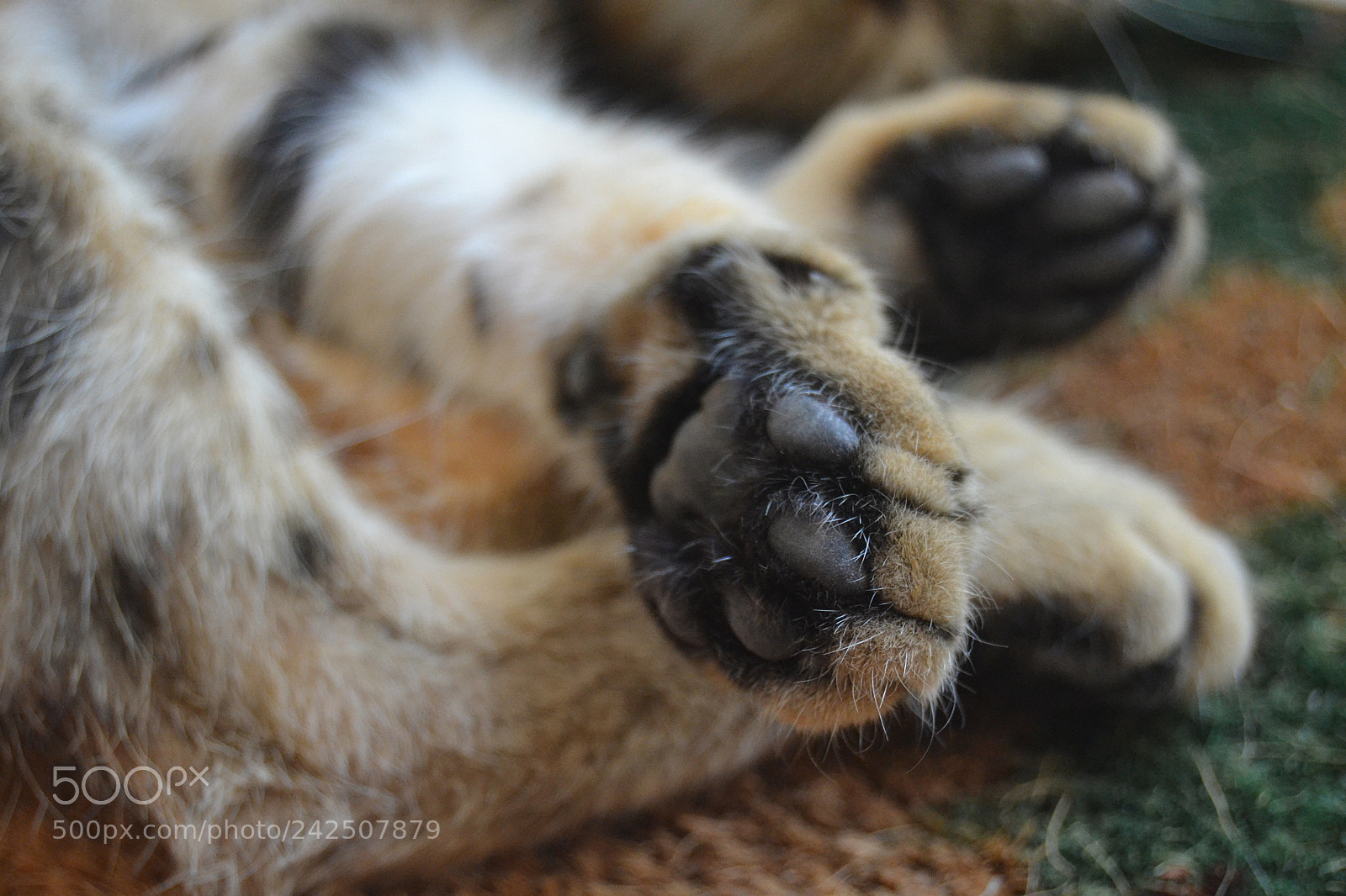 Nikon D3100 sample photo. 12/50 animal liberation project photography