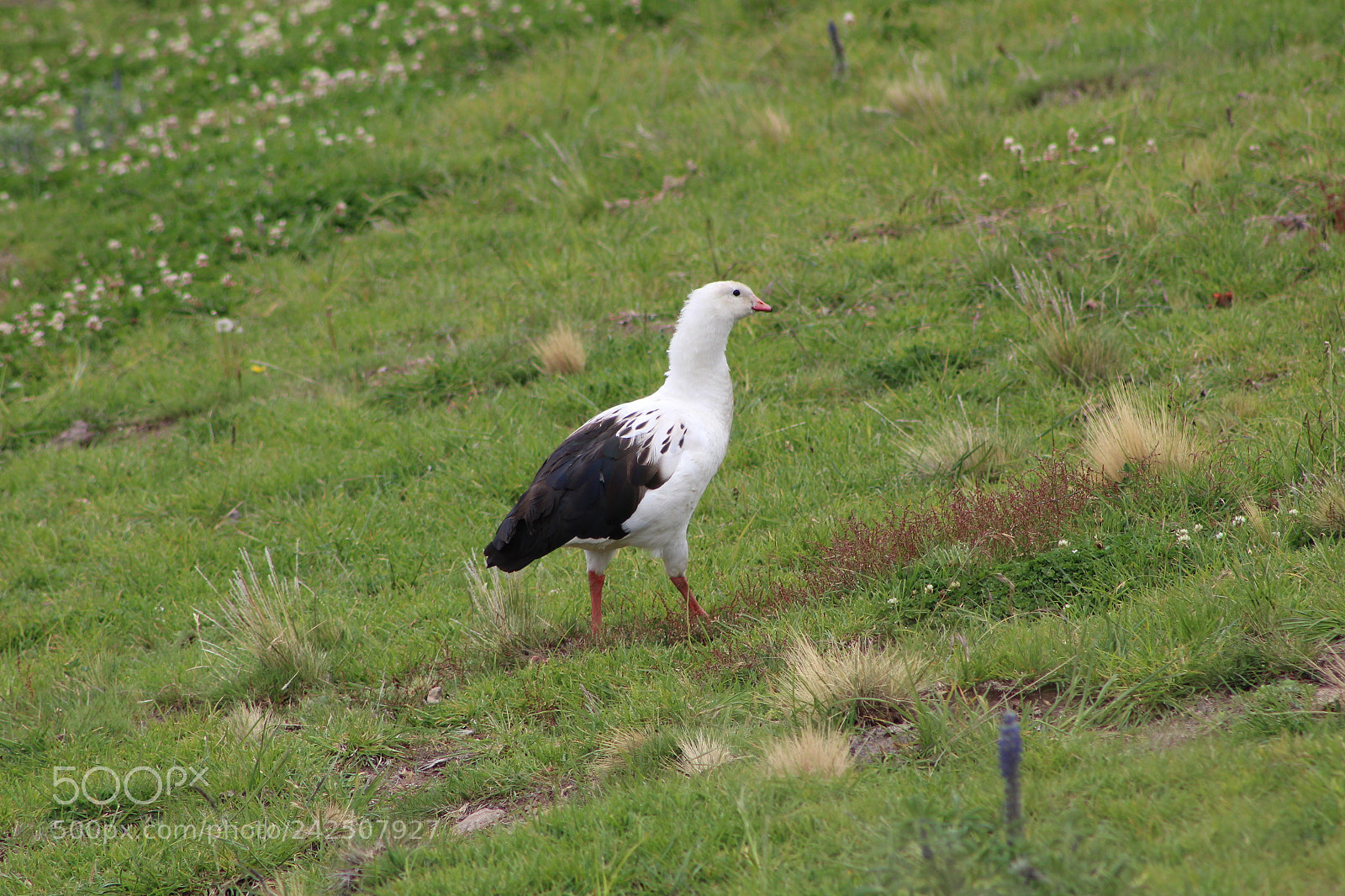 Canon EOS 1300D (EOS Rebel T6 / EOS Kiss X80) + EF75-300mm f/4-5.6 sample photo. Wallata nmbre andino photography
